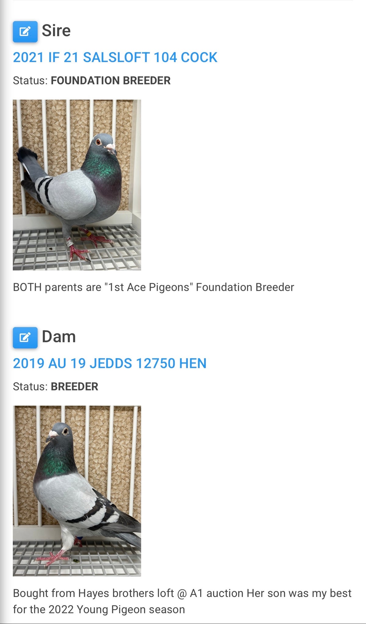 Racing Pigeon (8654)