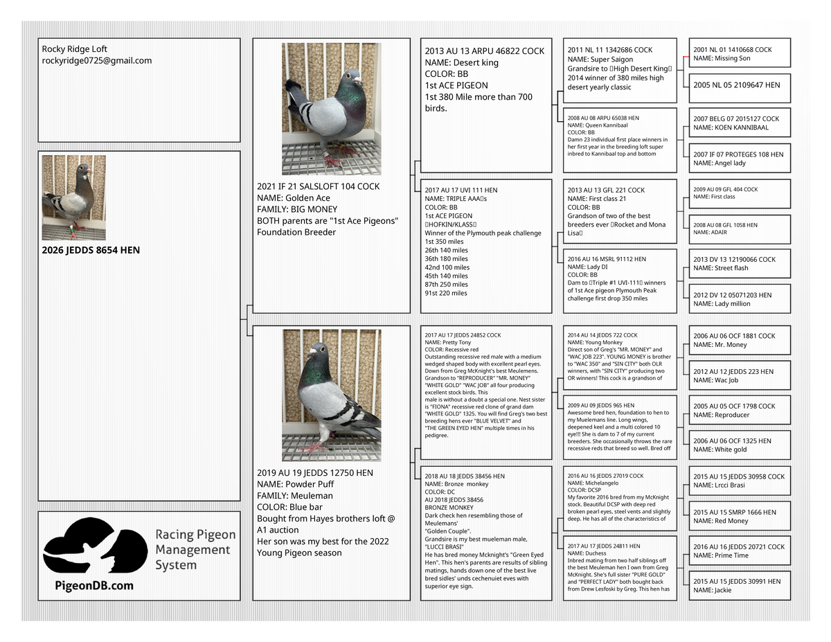 Racing Pigeon (8654)
