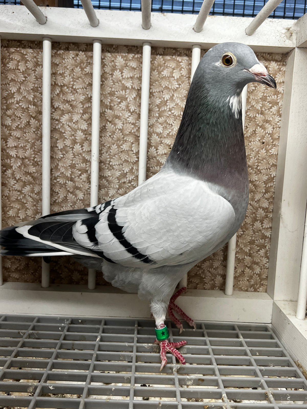 Racing Pigeon (8654)