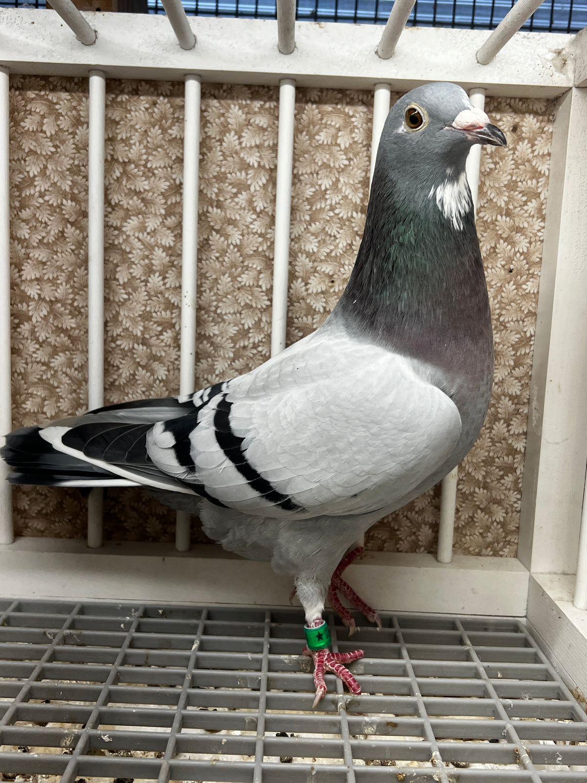 Racing Pigeon (8654)