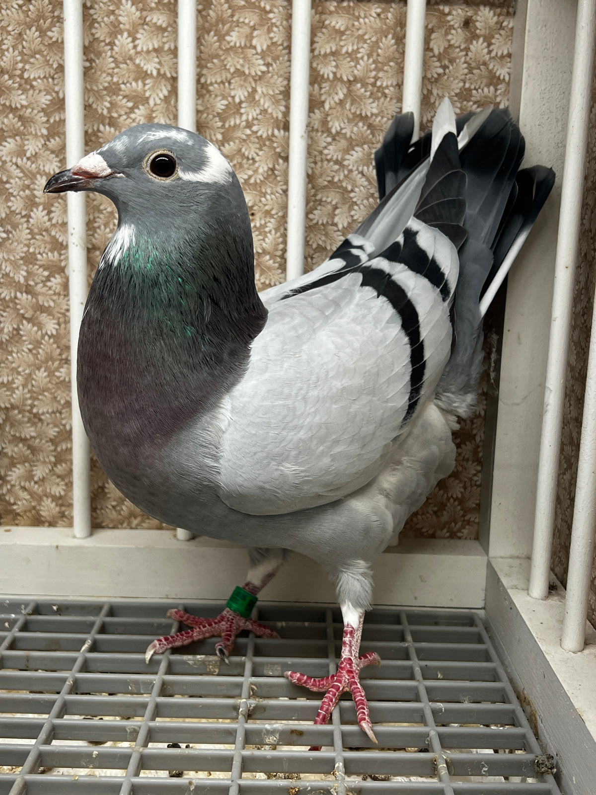 Racing Pigeon (8654)
