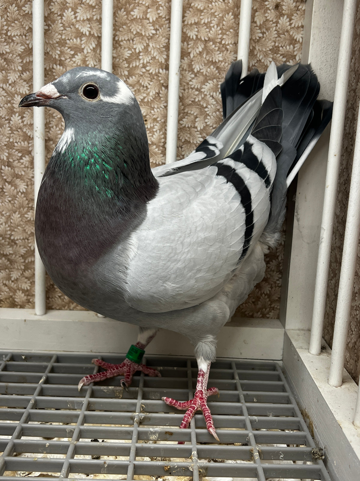 Racing Pigeon (8654)