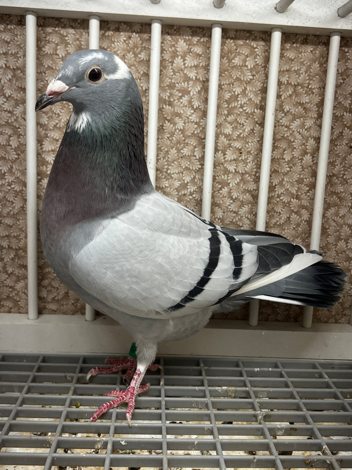 Racing Pigeon (8654)