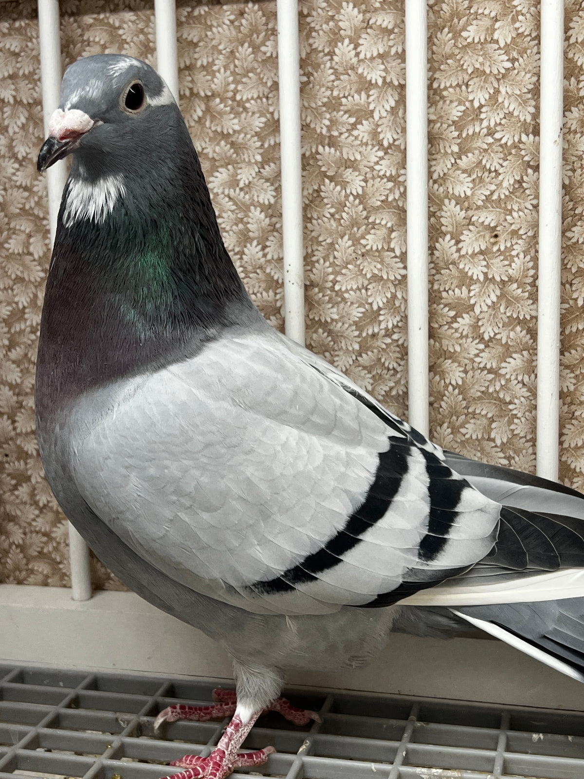 Racing Pigeon (8654)