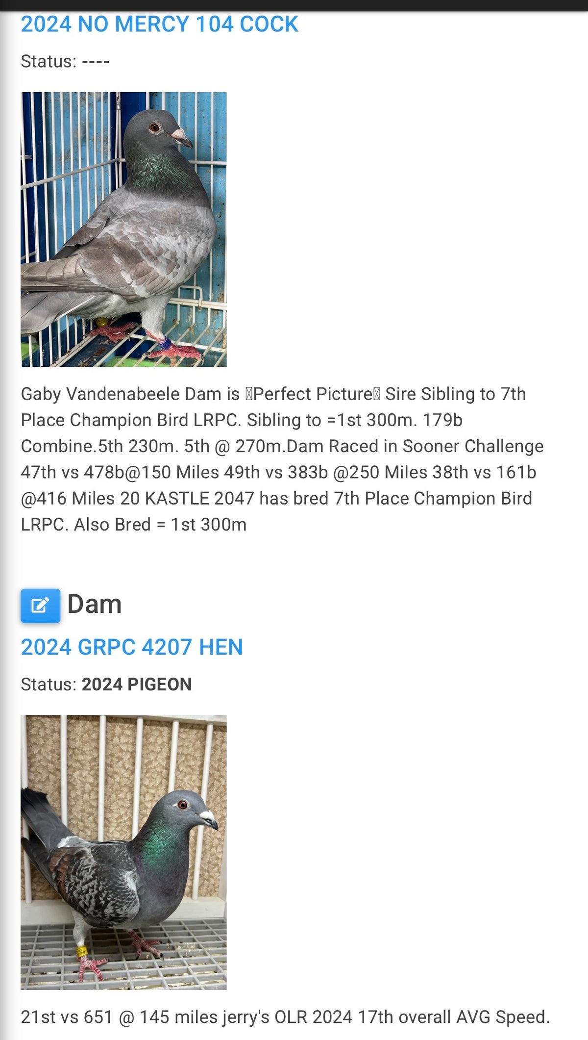 Racing Pigeon (8634)