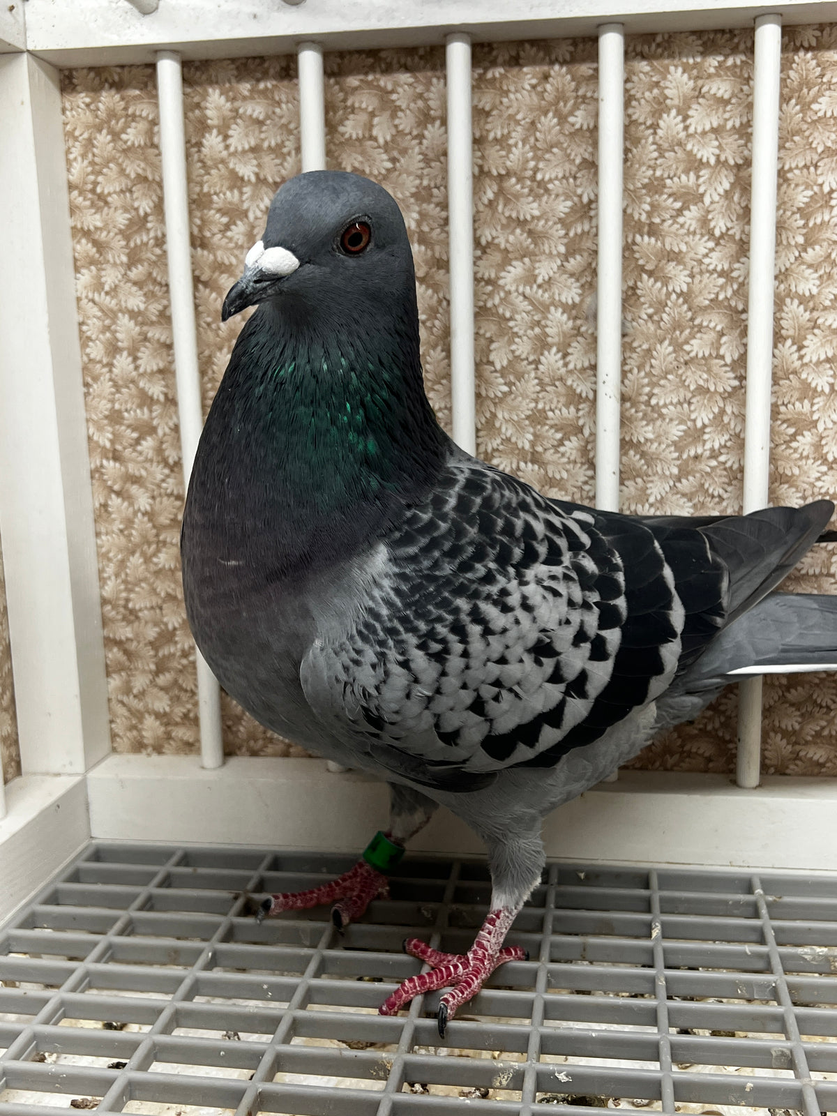 Racing Pigeon (8634)