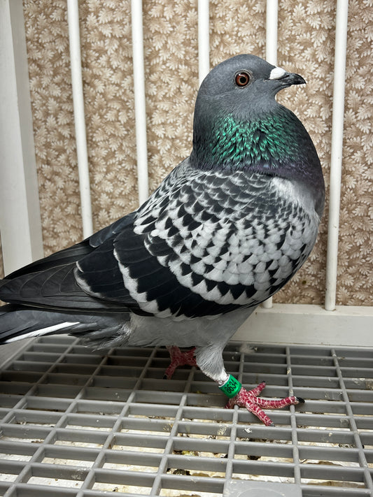 Racing Pigeon (8634)