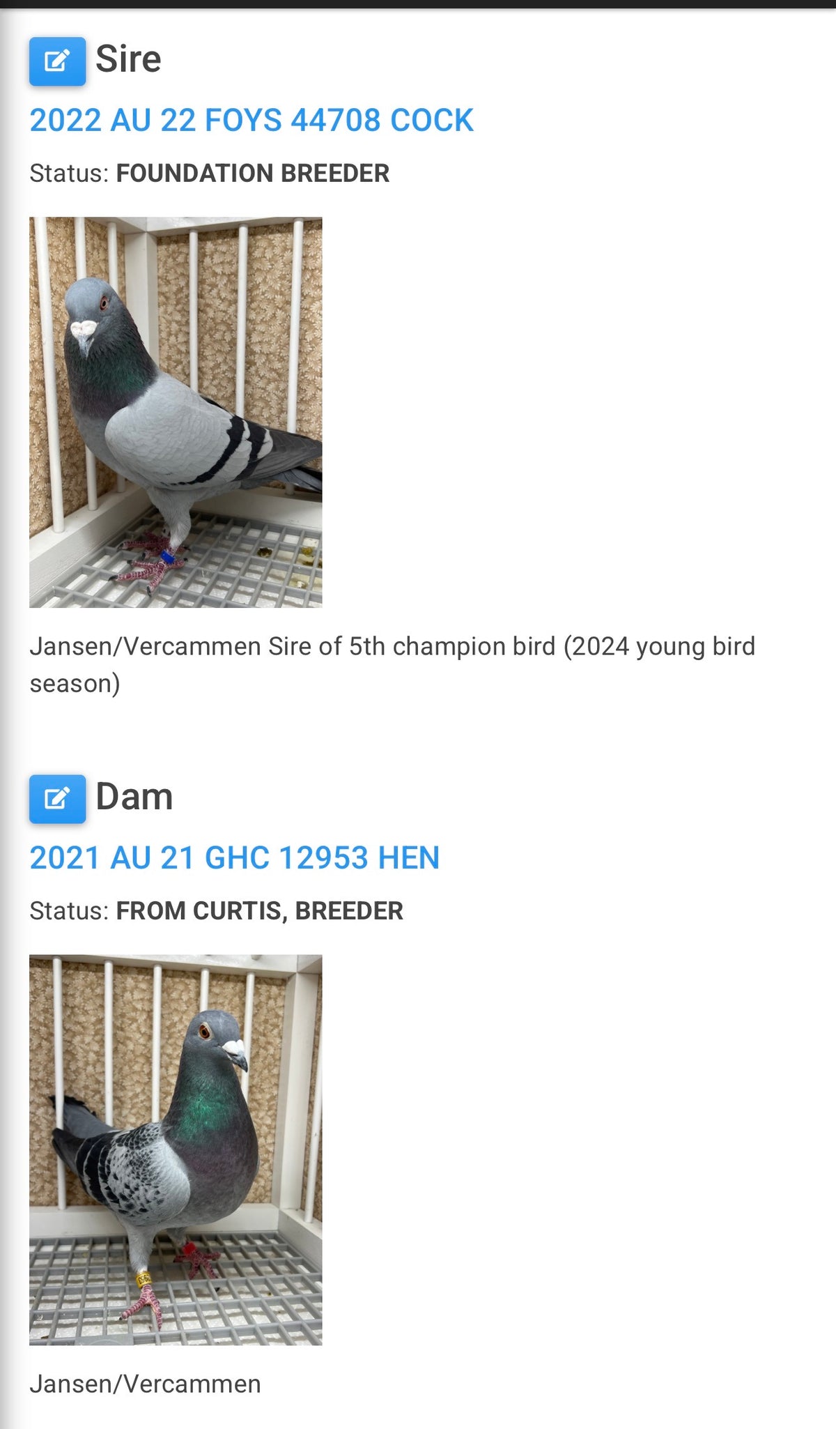 Racing Pigeon (JEDDS 8647)