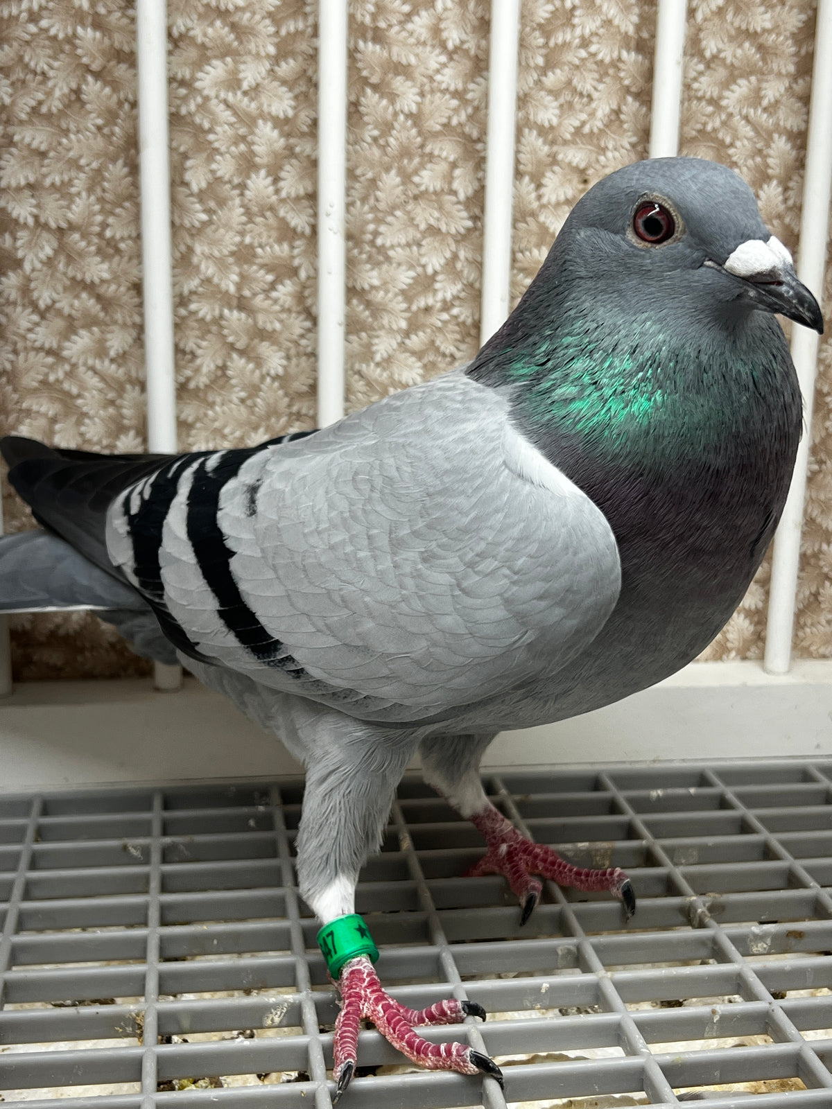 Racing Pigeon (JEDDS 8647)
