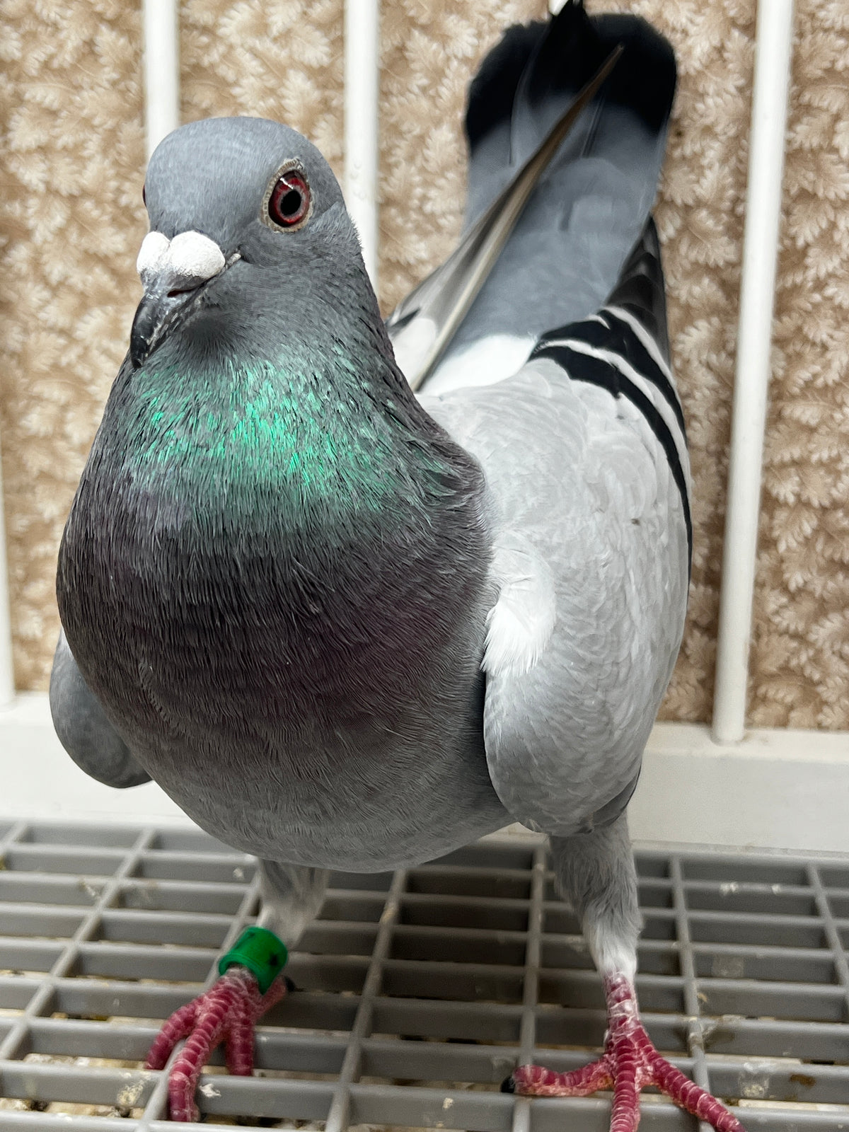 Racing Pigeon (JEDDS 8647)