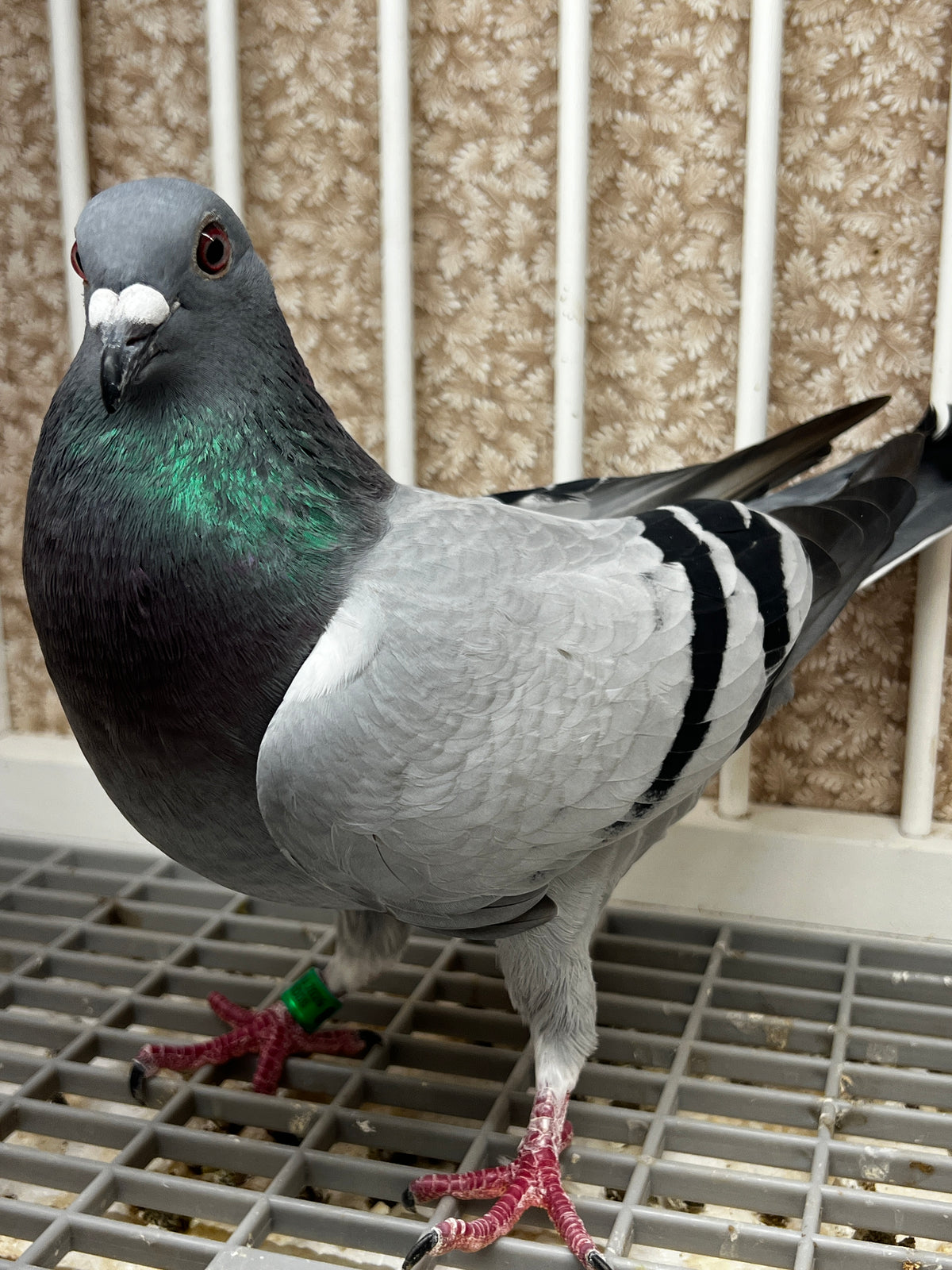 Racing Pigeon (JEDDS 8647)