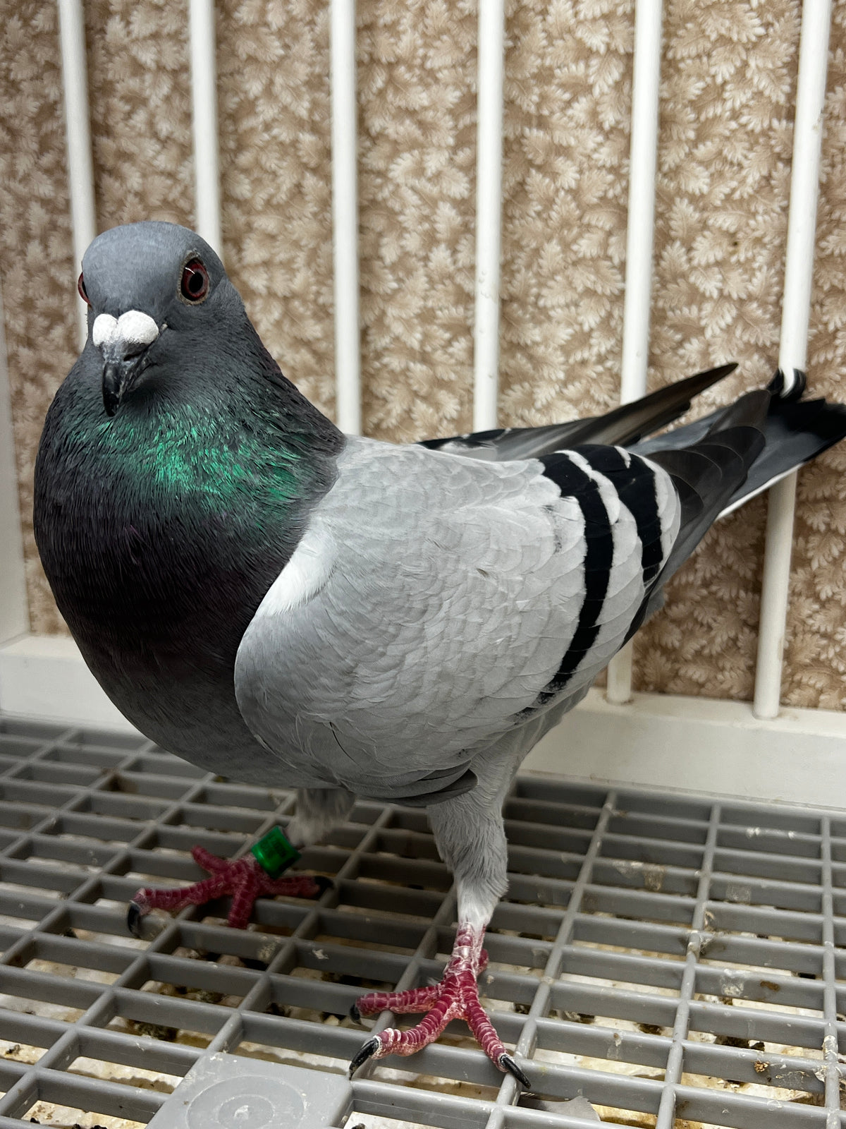 Racing Pigeon (JEDDS 8647)