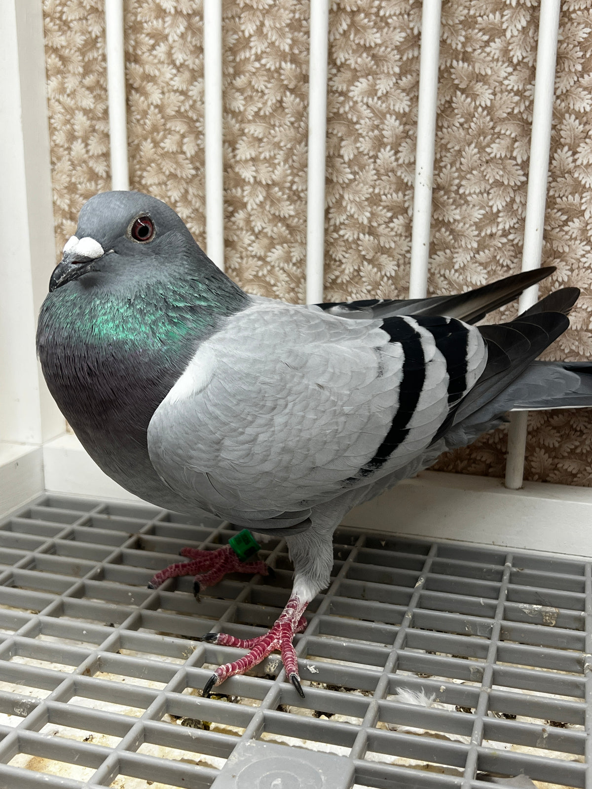 Racing Pigeon (JEDDS 8647)