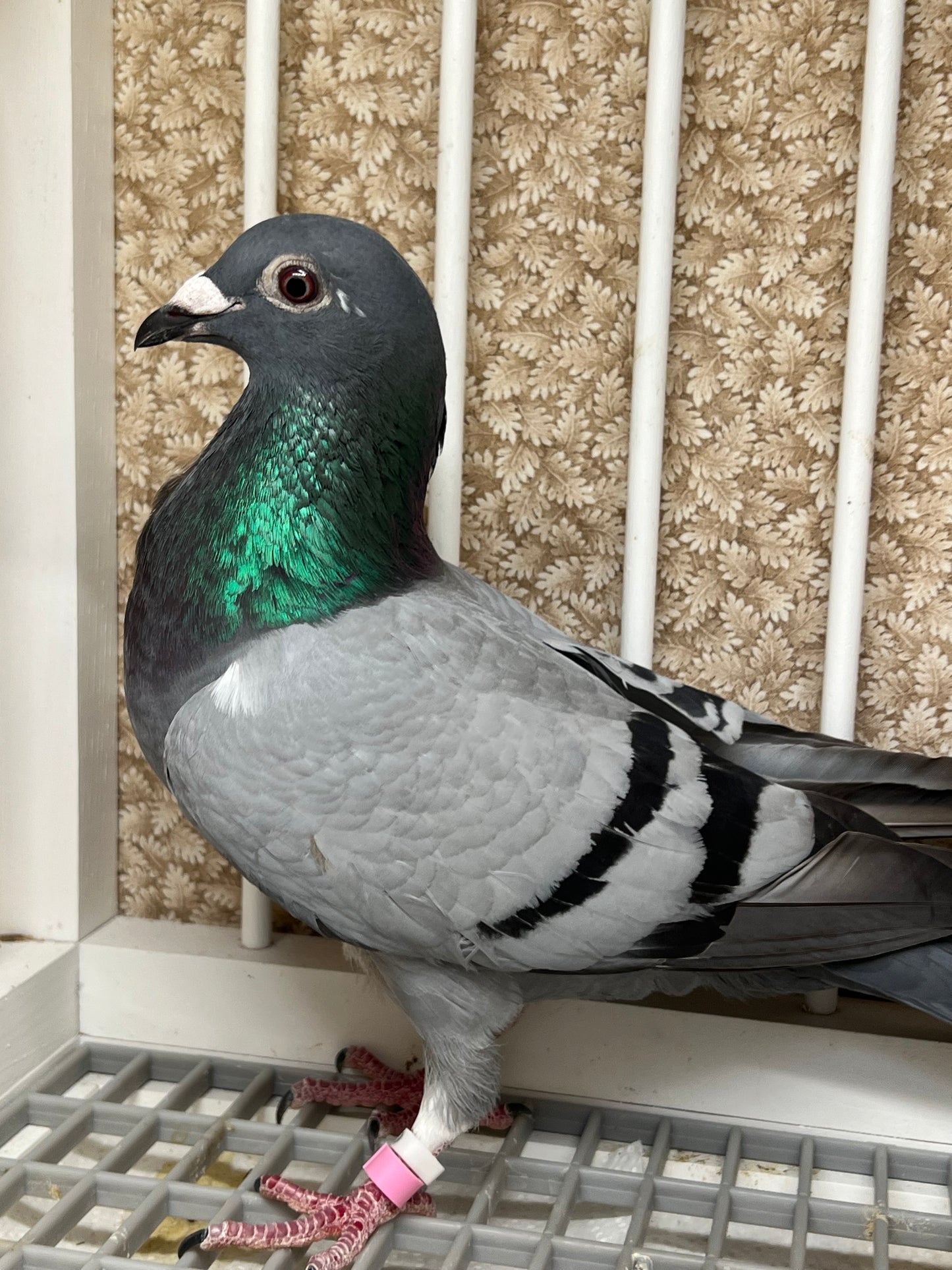 *SOLD* (Houben) Racing Pigeon "16000" *SOLD*