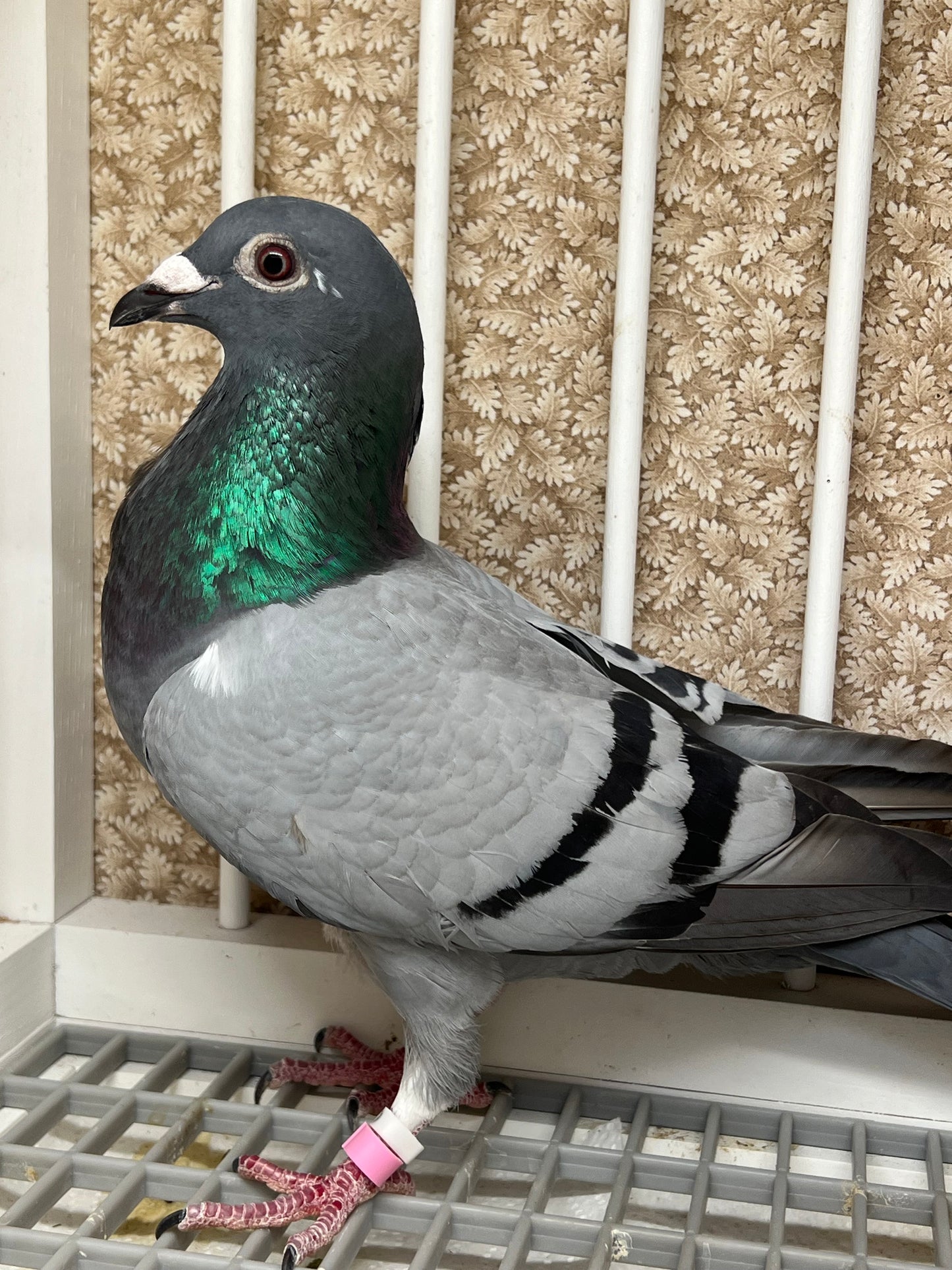 *SOLD* (Houben) Racing Pigeon "16000" *SOLD*