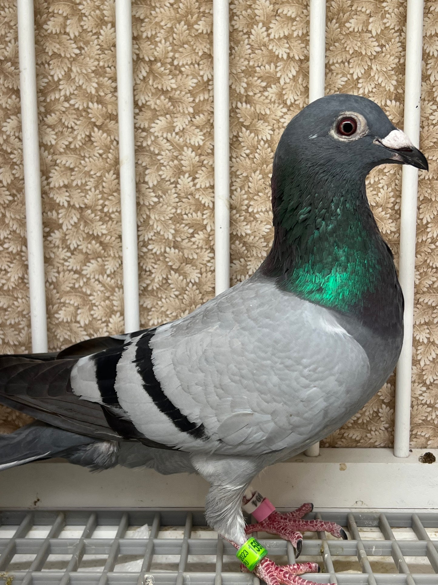 *SOLD* (Houben) Racing Pigeon "16000" *SOLD*