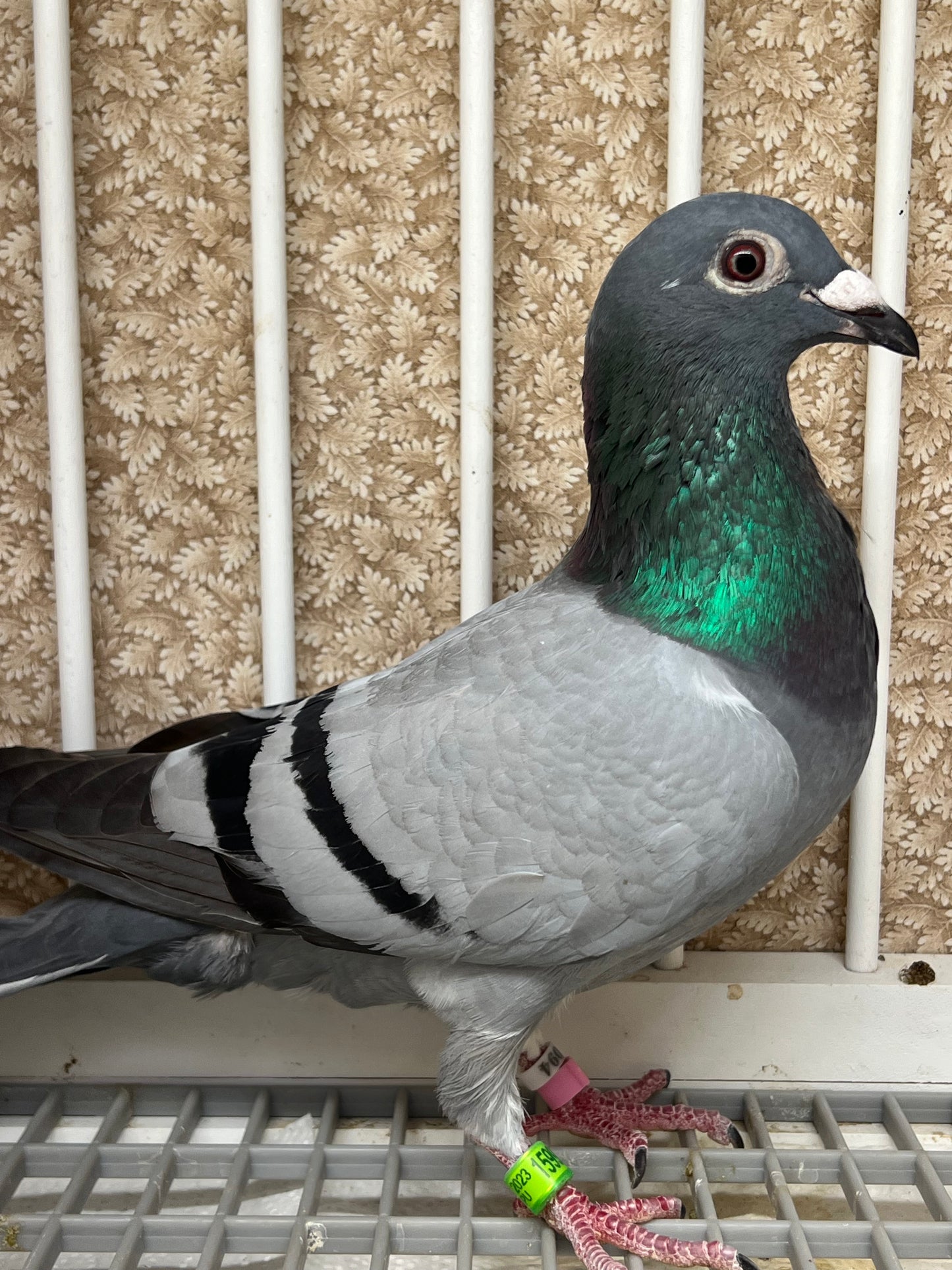 *SOLD* (Houben) Racing Pigeon "16000" *SOLD*