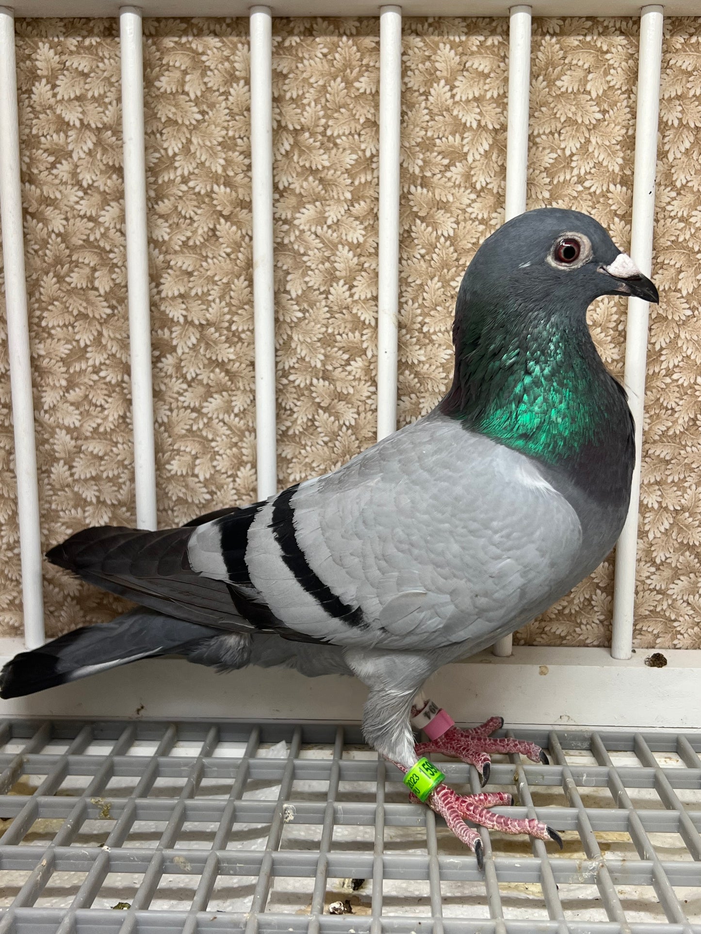 *SOLD* (Houben) Racing Pigeon "16000" *SOLD*