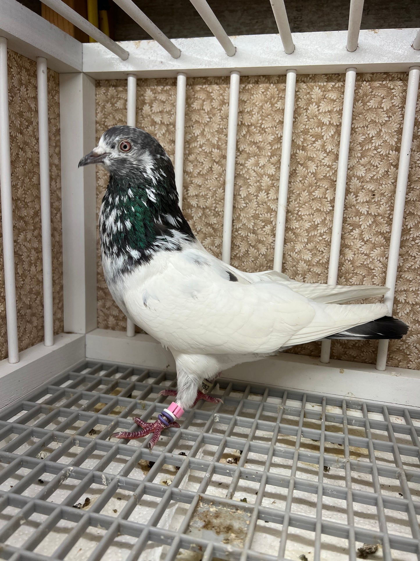 Pakistani Highflier pigeons