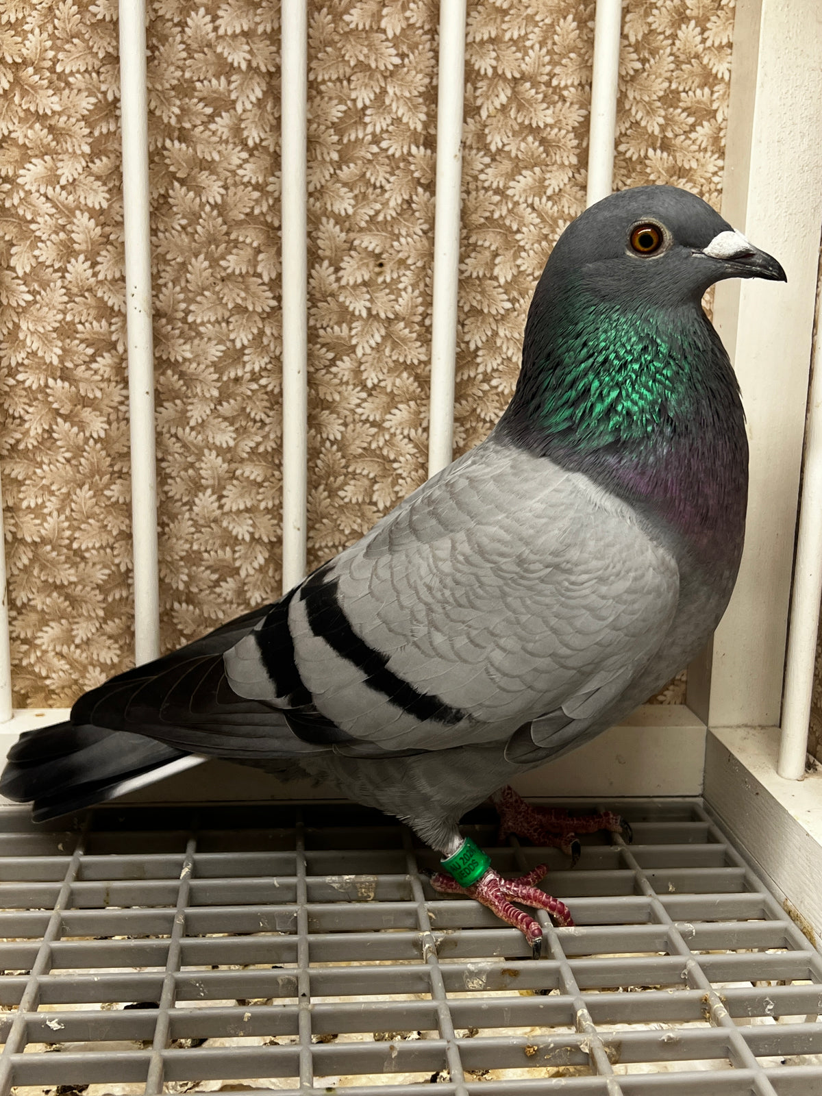 Racing Pigeon (8643)