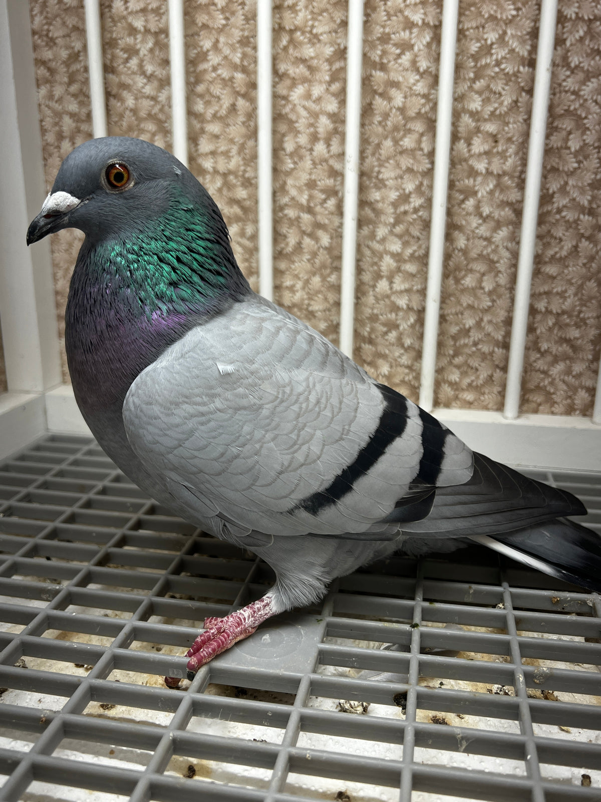 Racing Pigeon (8643)