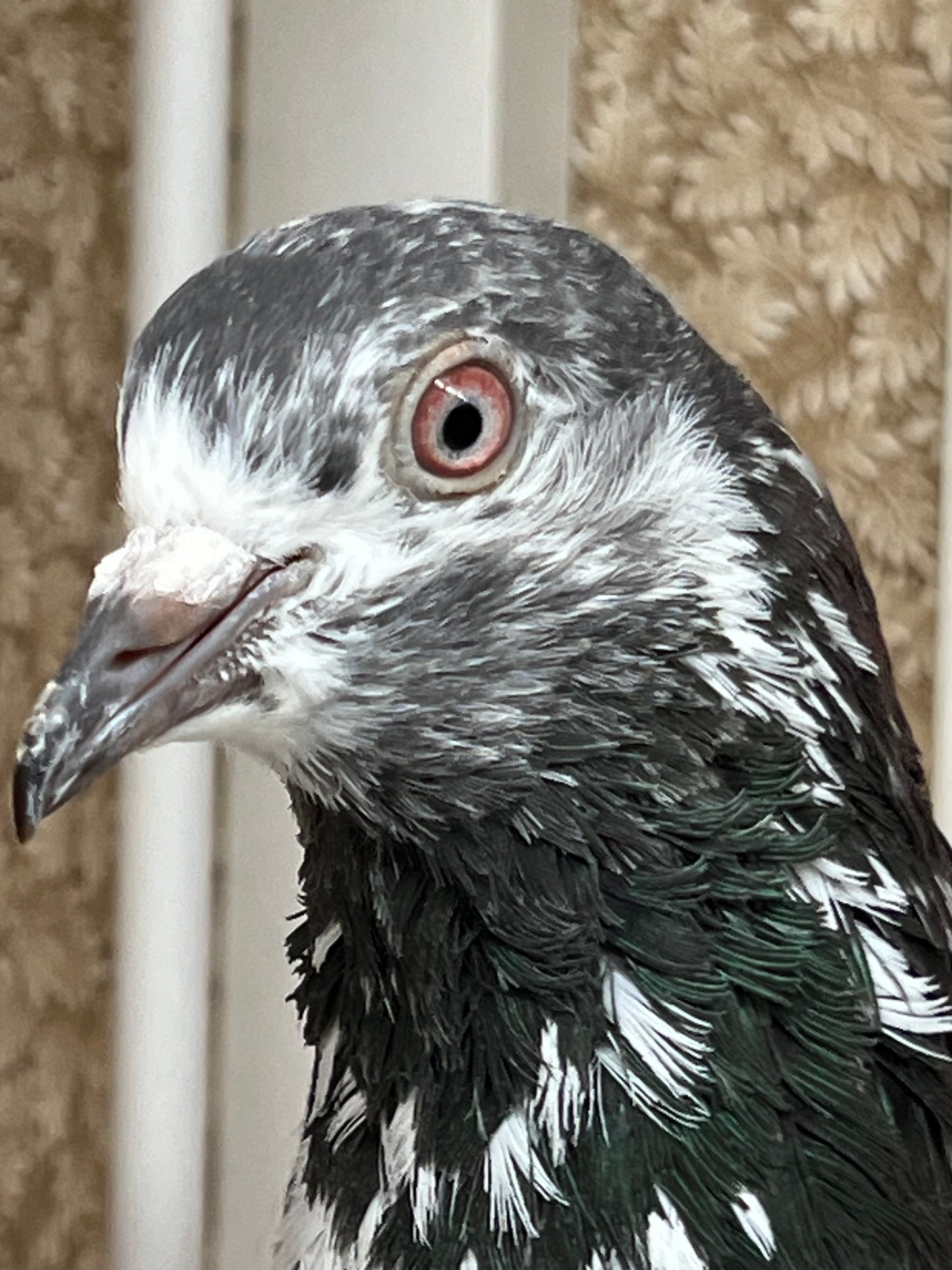 Pakistani Highflier pigeons