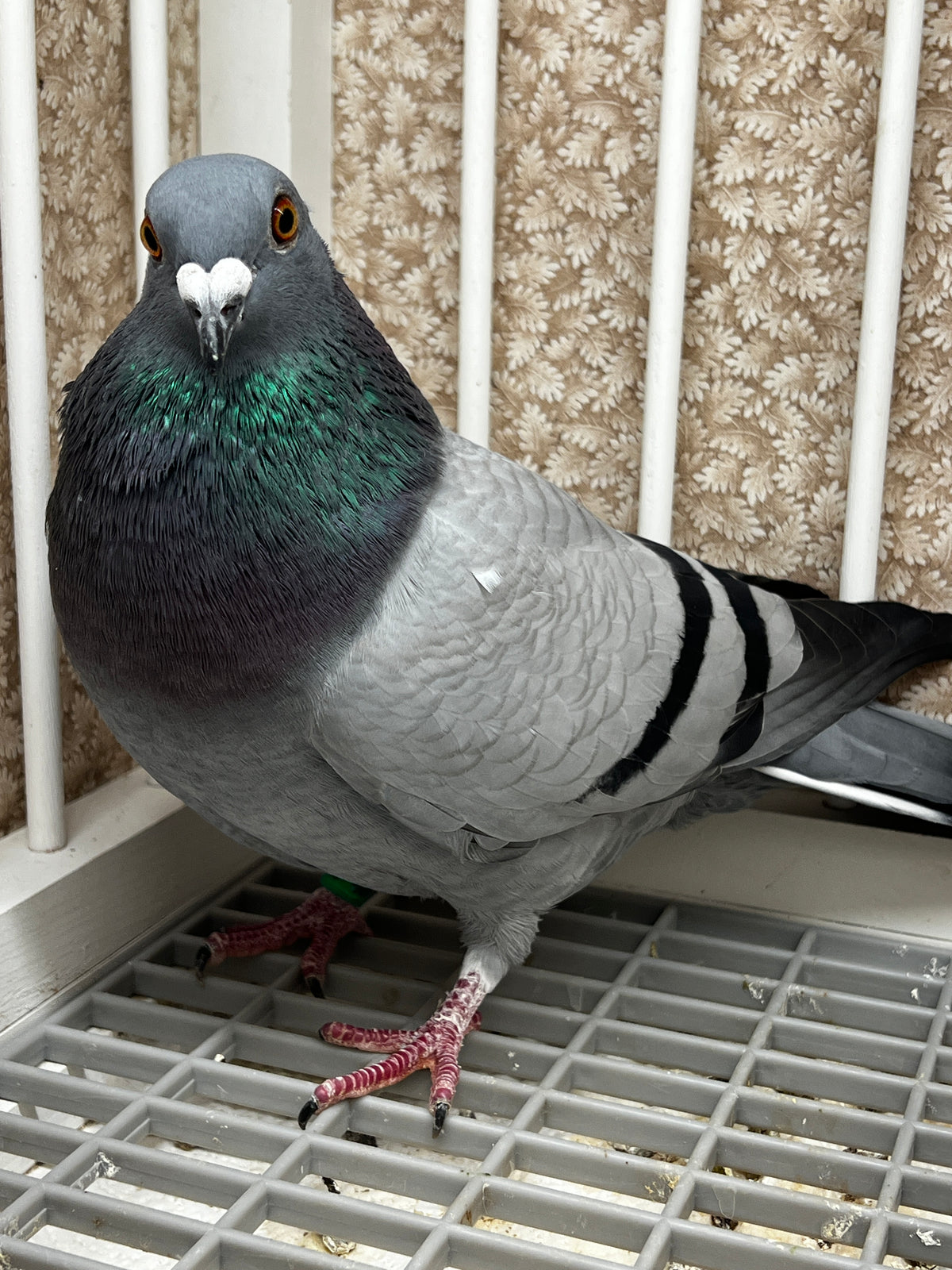 Racing Pigeon (8643)