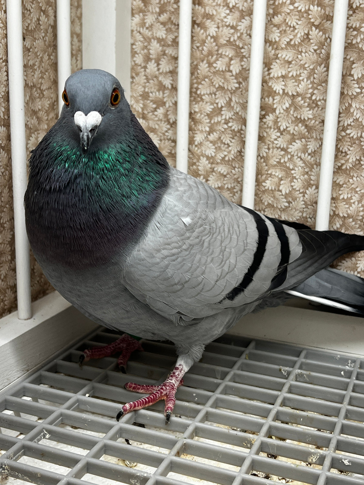 Racing Pigeon (8643)