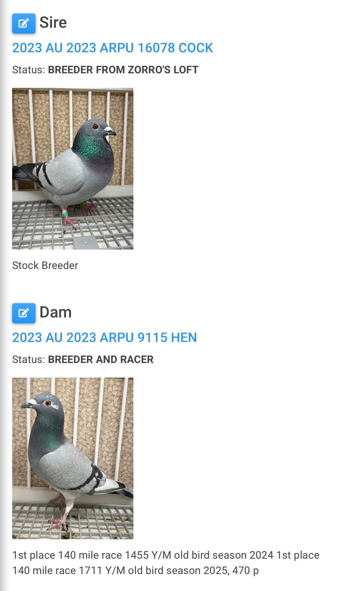 Racing Pigeon (8643)