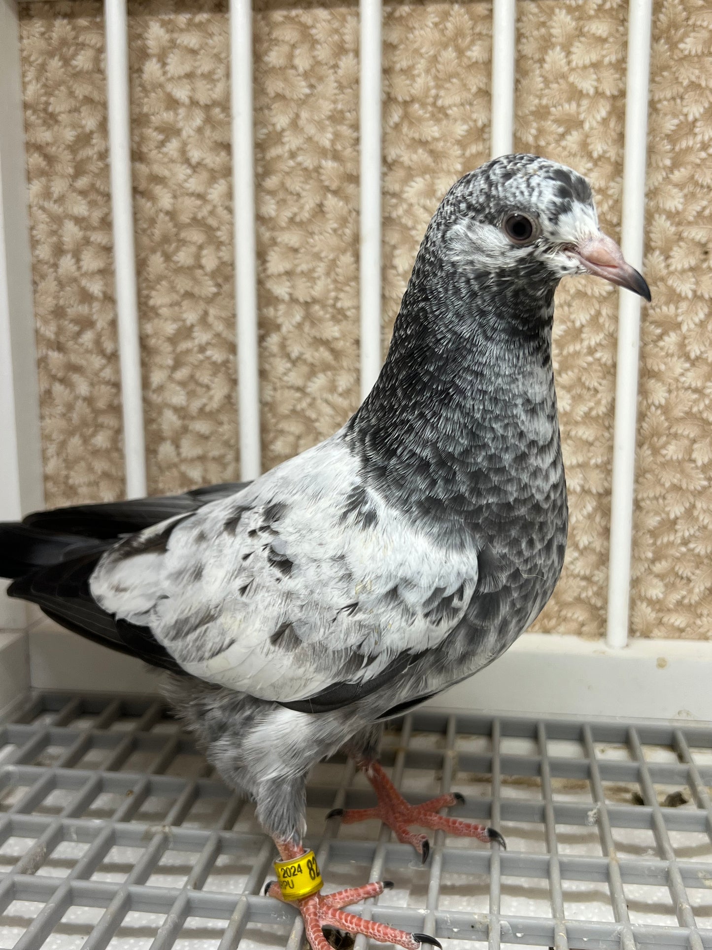 Pakistani Highflier pigeons