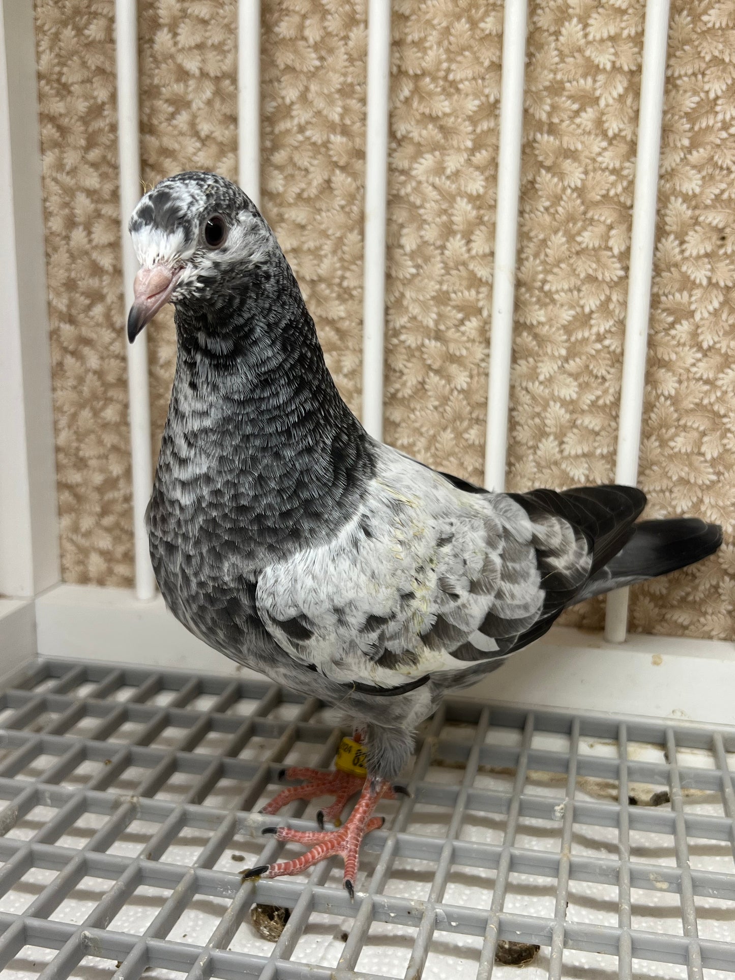 Pakistani Highflier pigeons