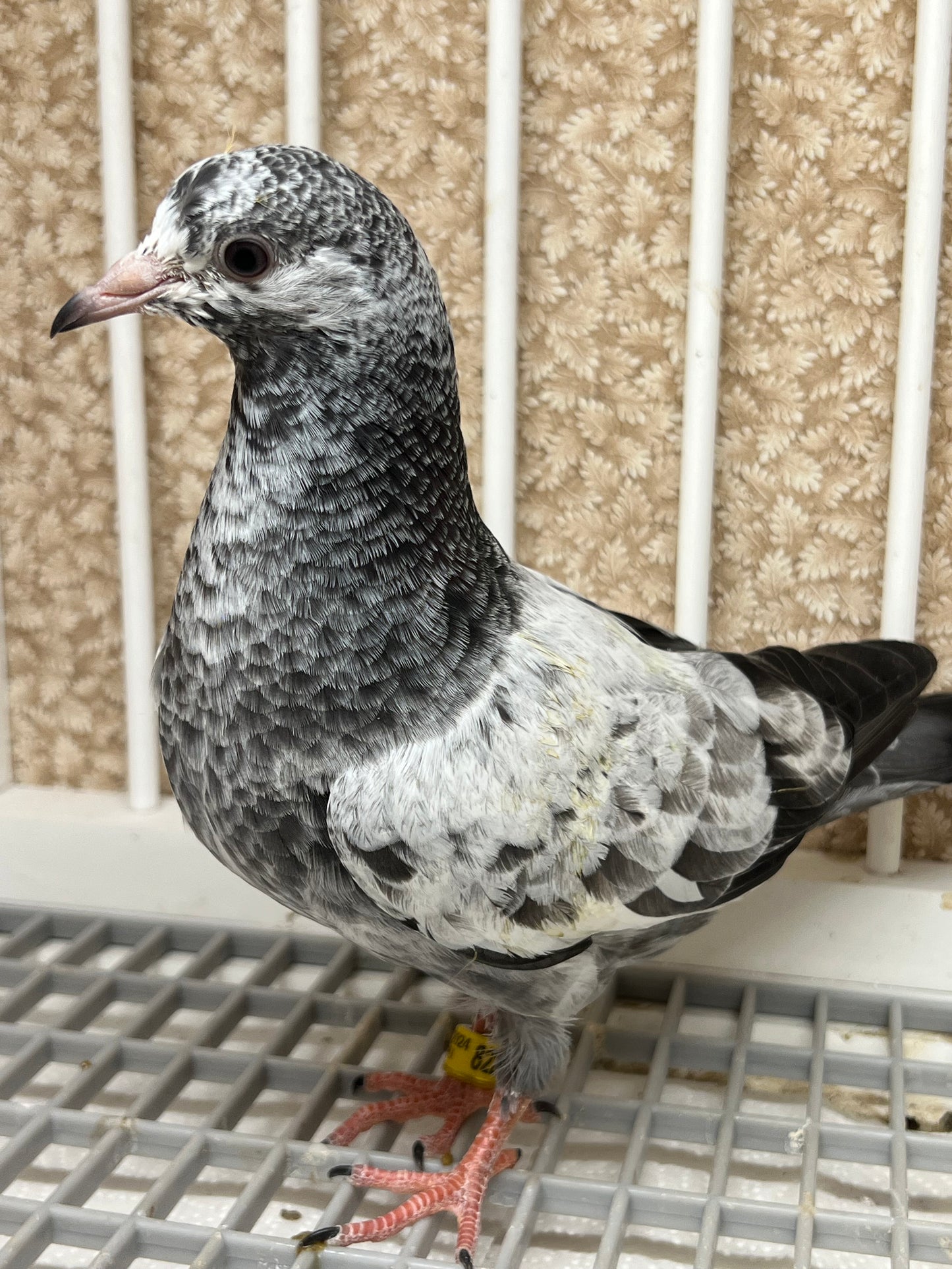 Pakistani Highflier pigeons