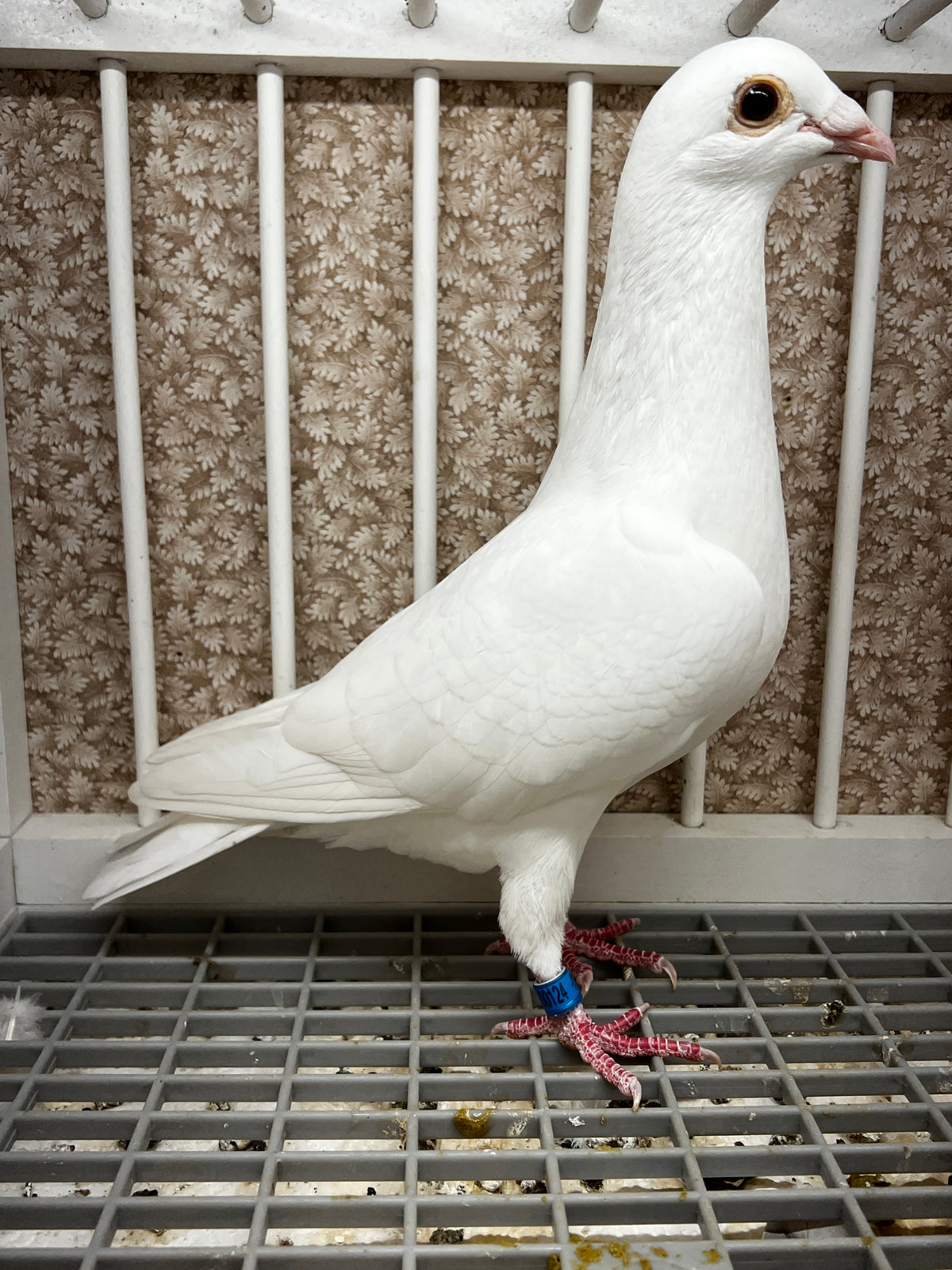 2026 Rocky Ridge White Pigeon (100124)