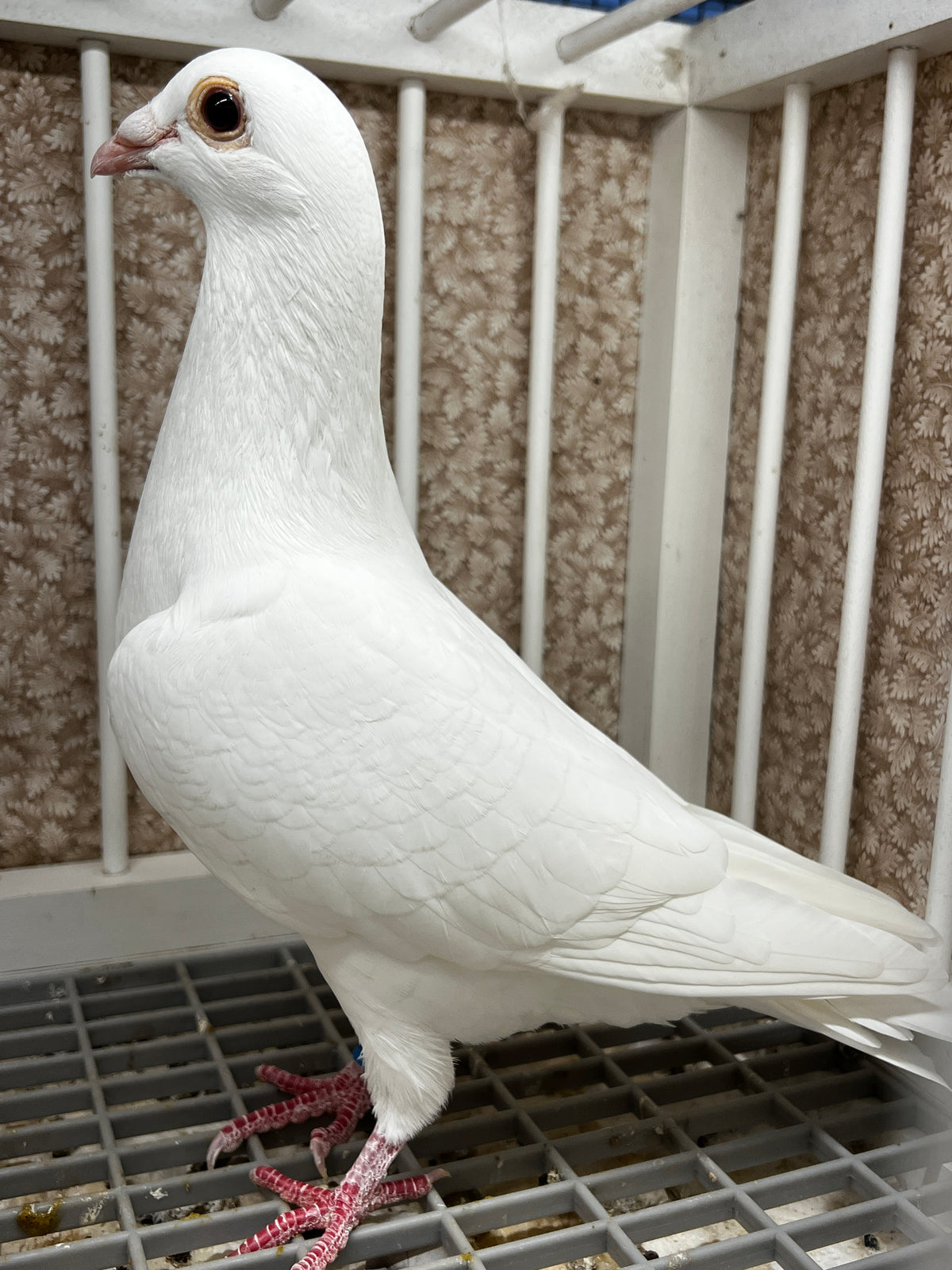 2026 Rocky Ridge White Pigeon (100124)