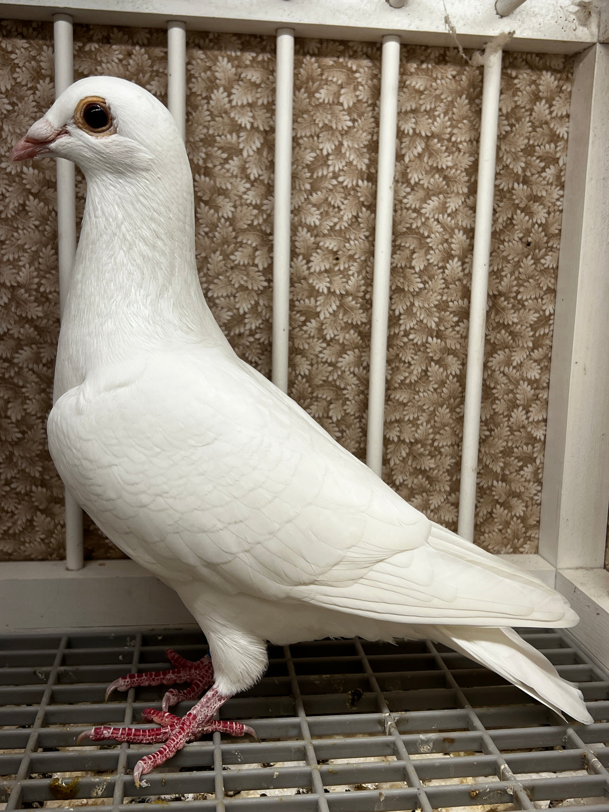 2026 Rocky Ridge White Pigeon (100124)