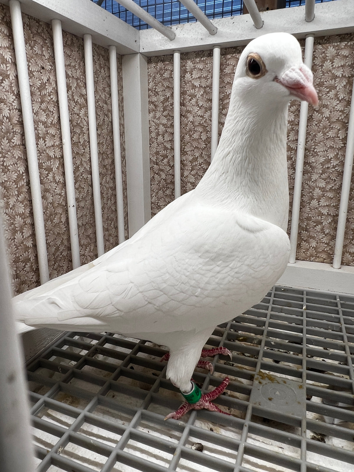 2026 Rocky Ridge White Pigeon (8657)