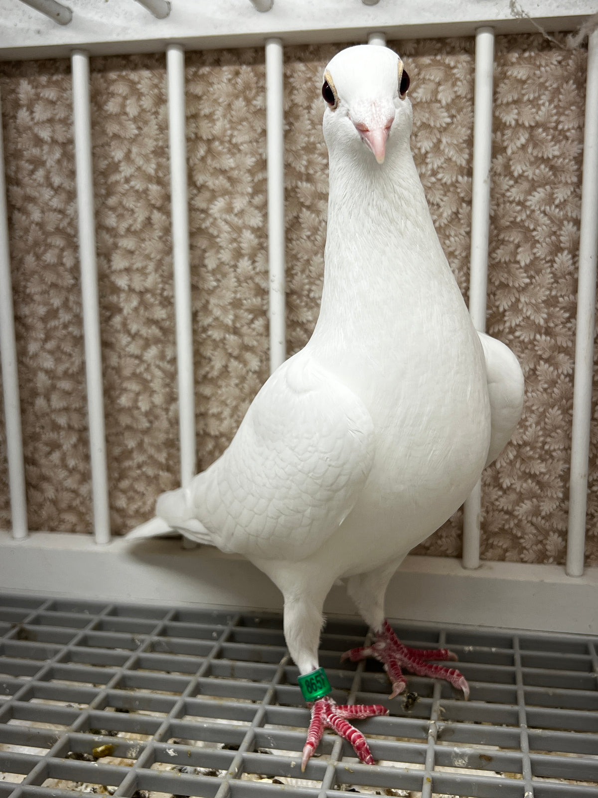 2026 Rocky Ridge White Pigeon (8657)