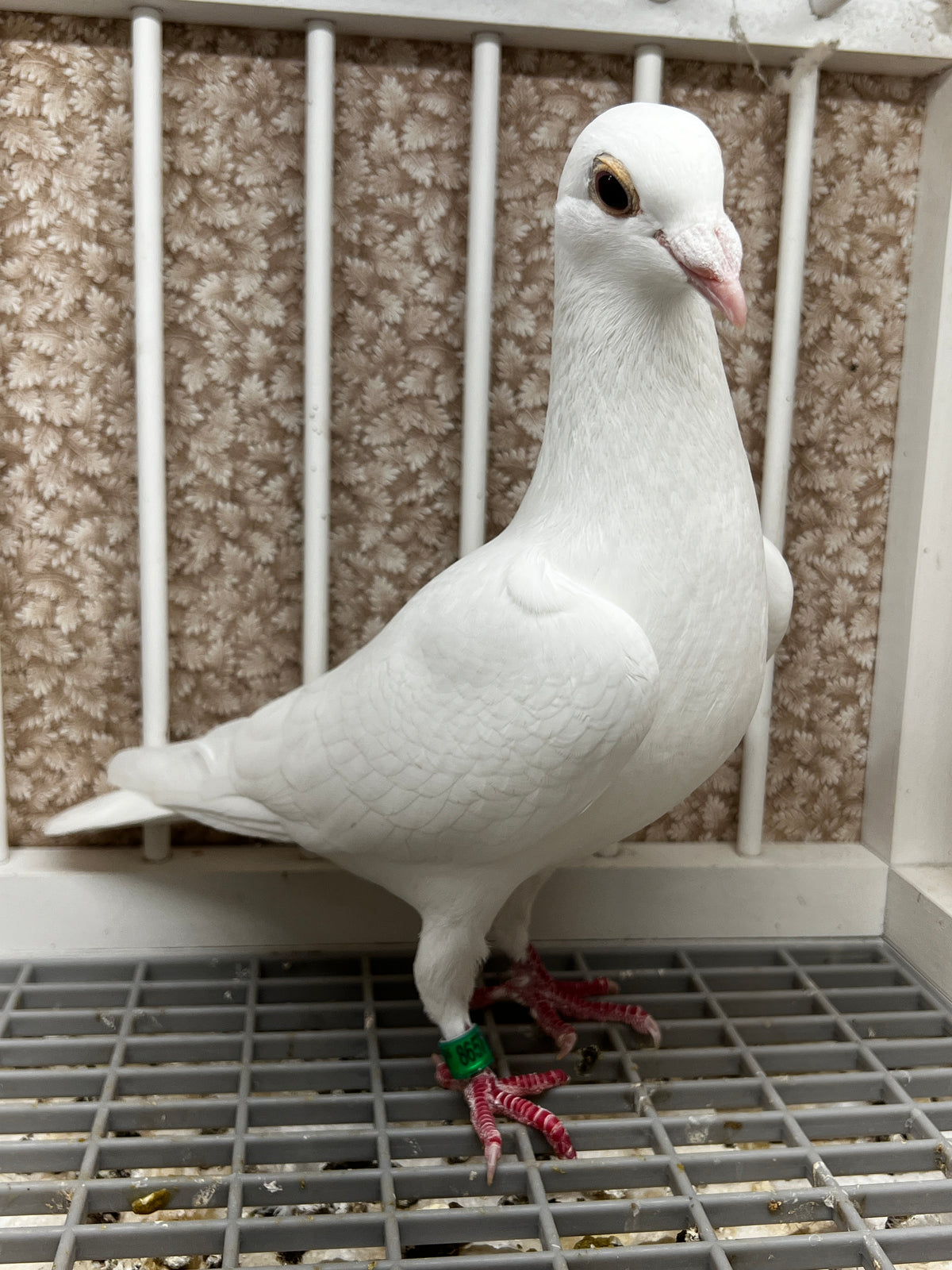 2026 Rocky Ridge White Pigeon (8657)