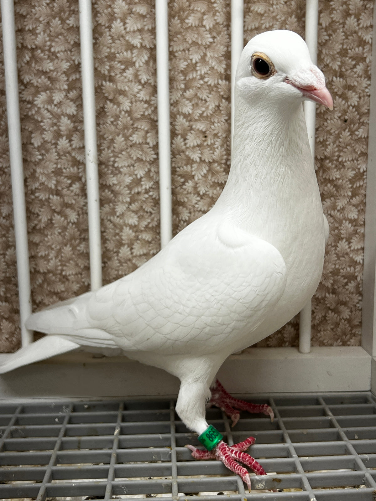 2026 Rocky Ridge White Pigeon (8657)
