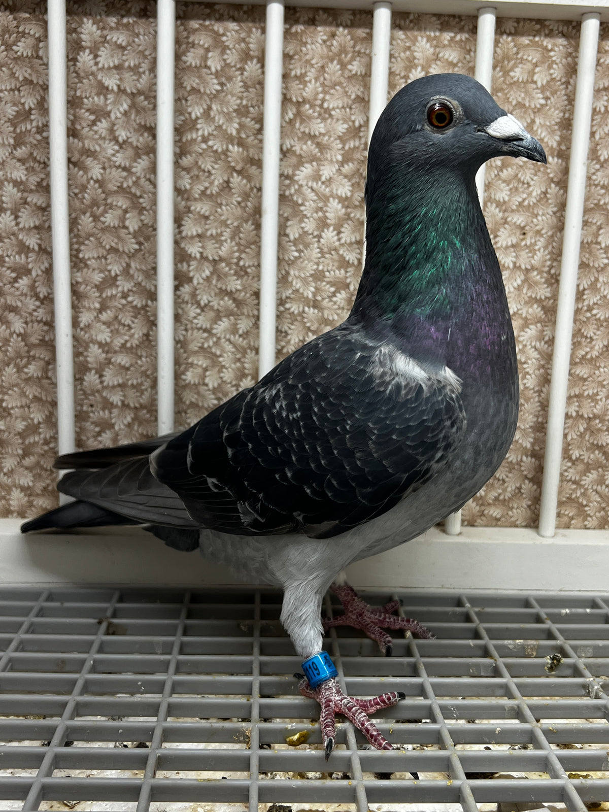 Racing Pigeon (100119)