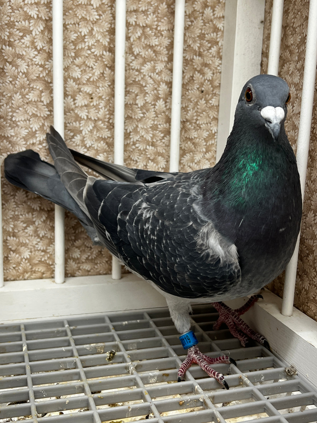 Racing Pigeon (100119)