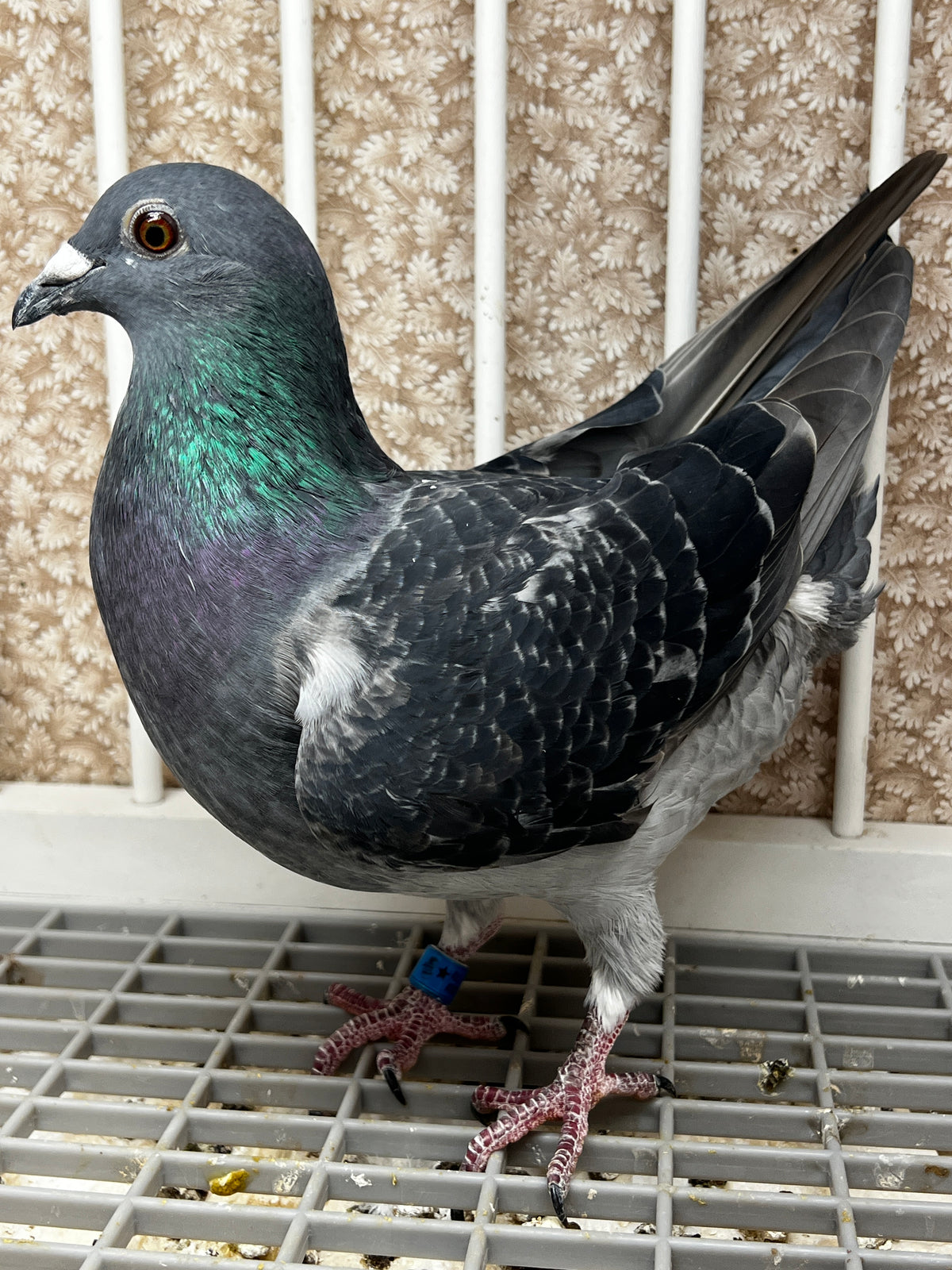 Racing Pigeon (100119)