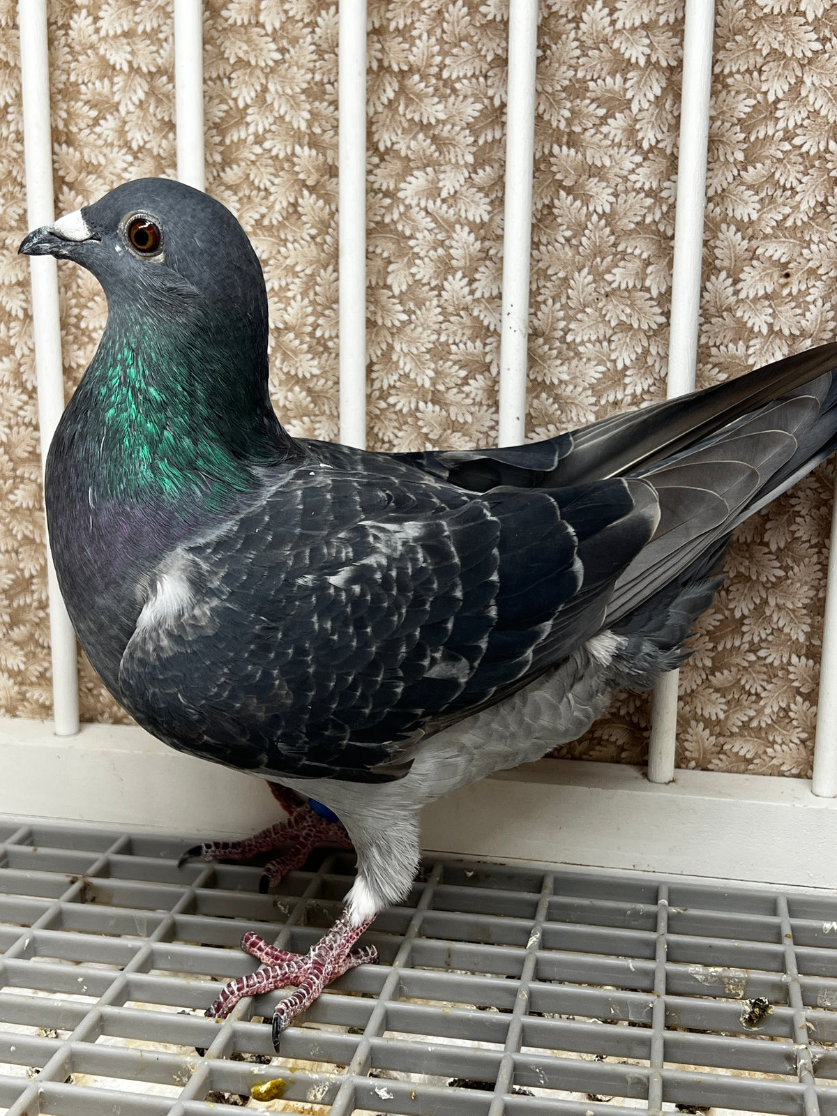 Racing Pigeon (100119)