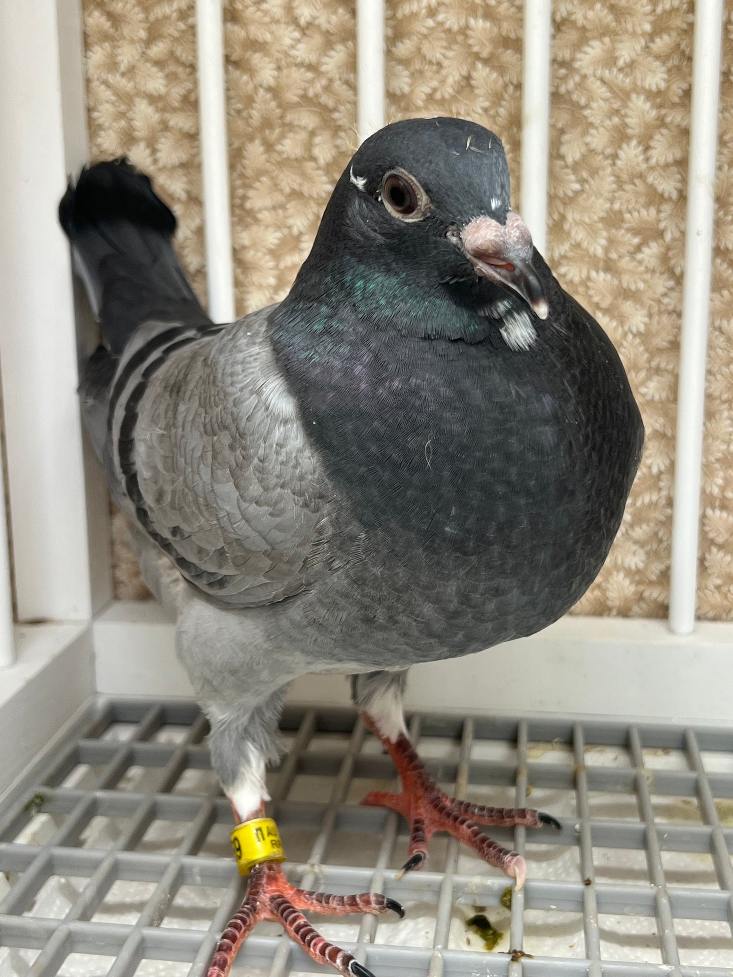 OLR Racing Pigeon "RRL 259”