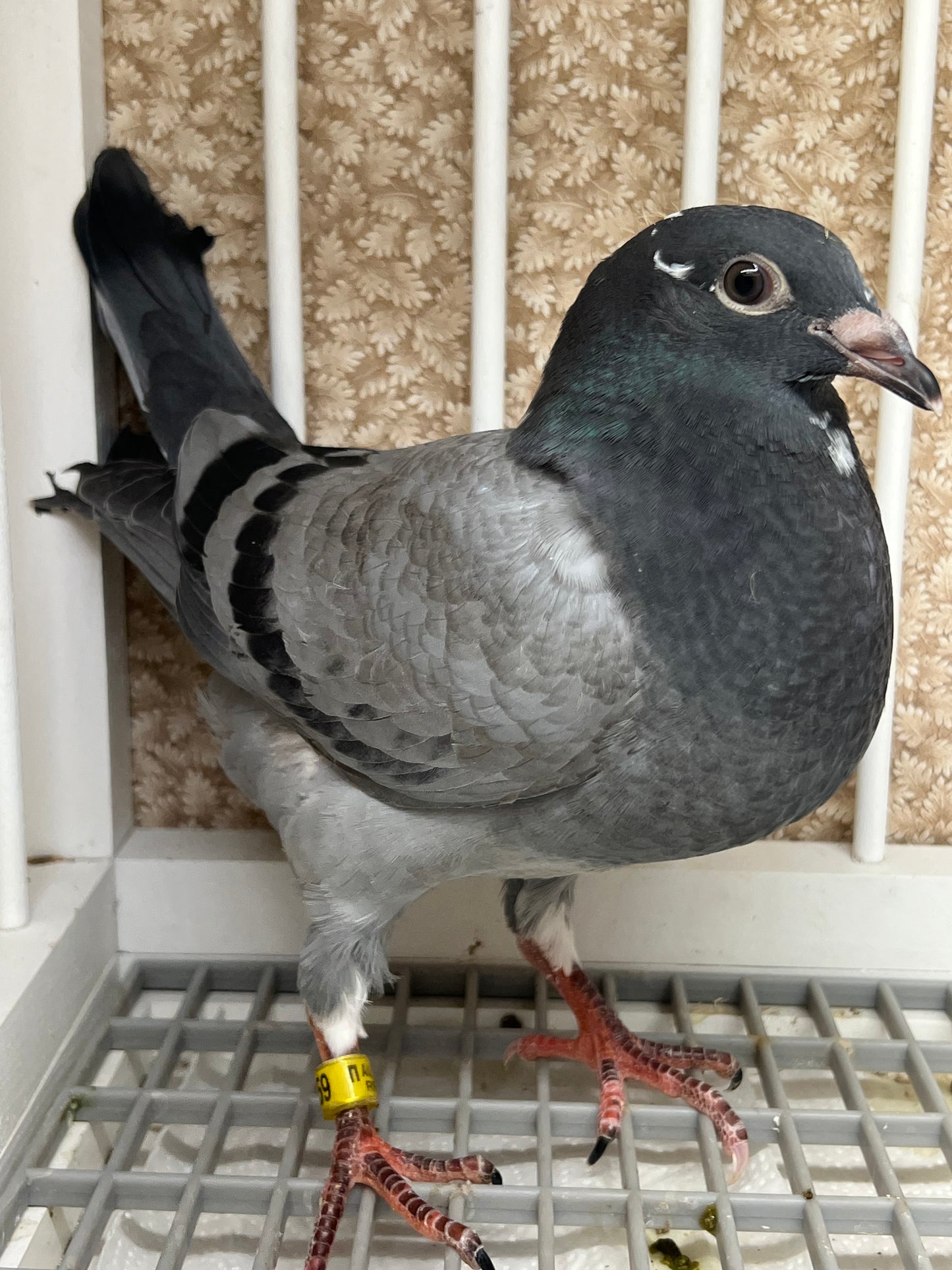 OLR Racing Pigeon "RRL 259”