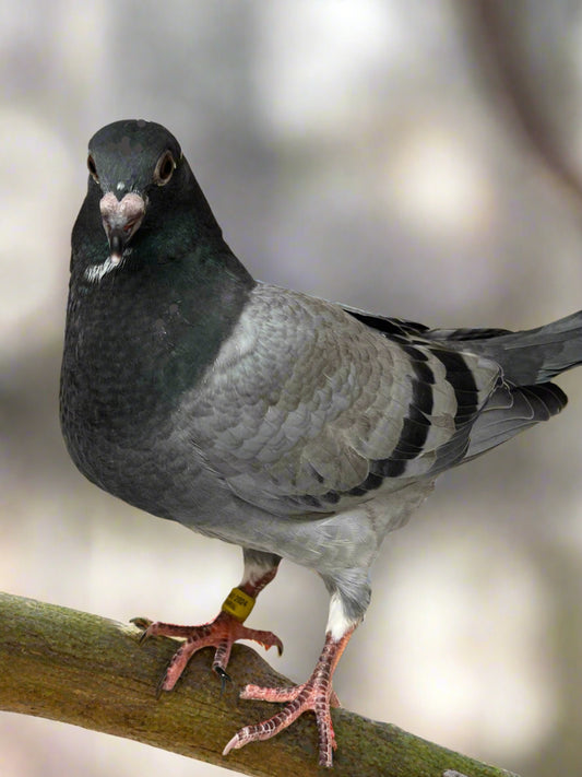 OLR Racing Pigeon "RRL 259”