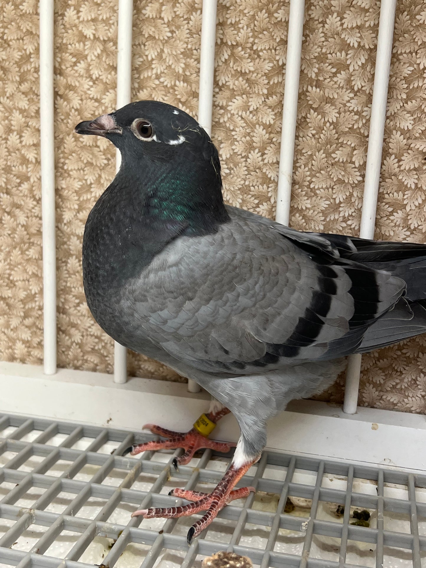 OLR Racing Pigeon "RRL 259”