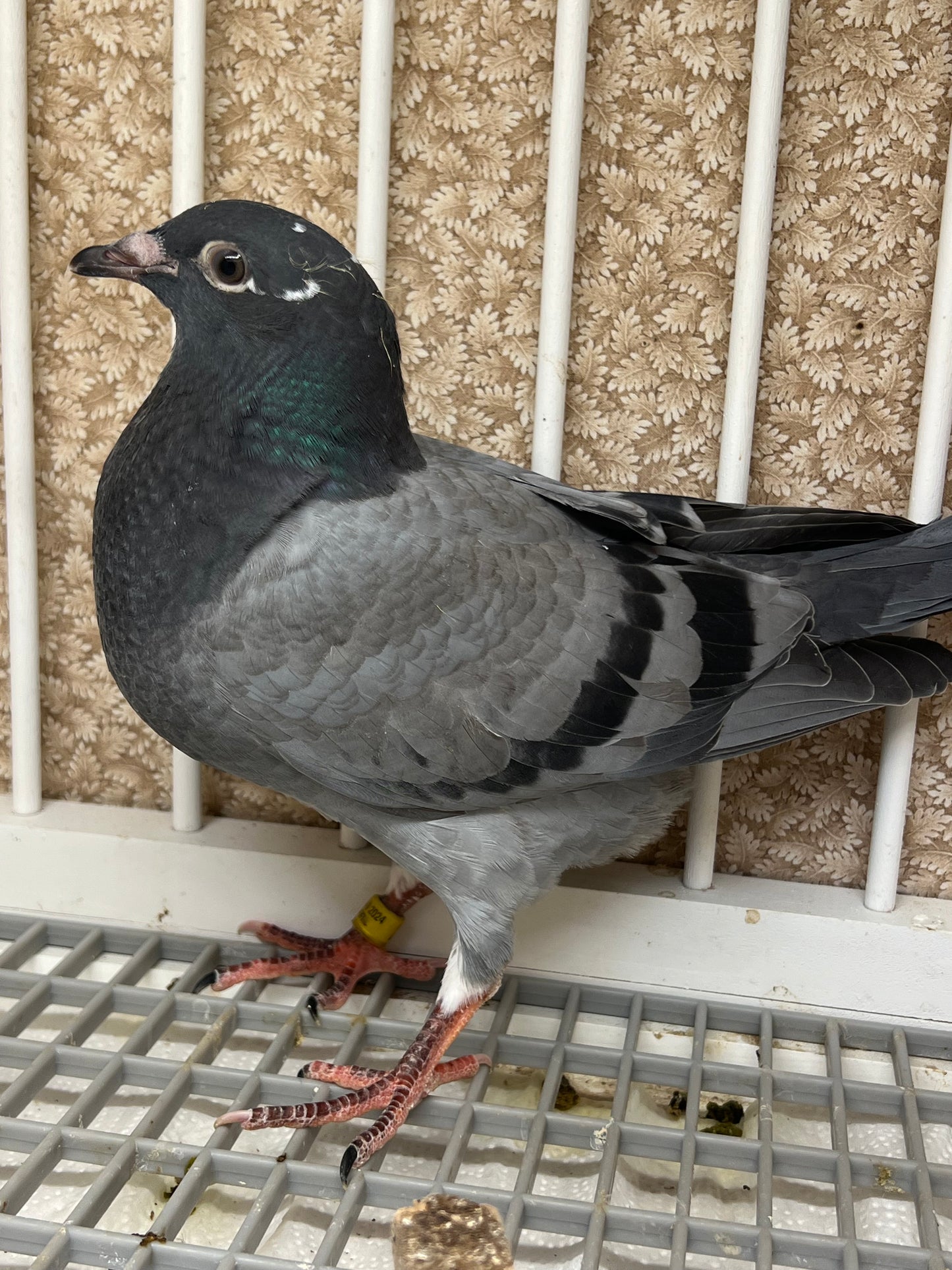 OLR Racing Pigeon "RRL 259”