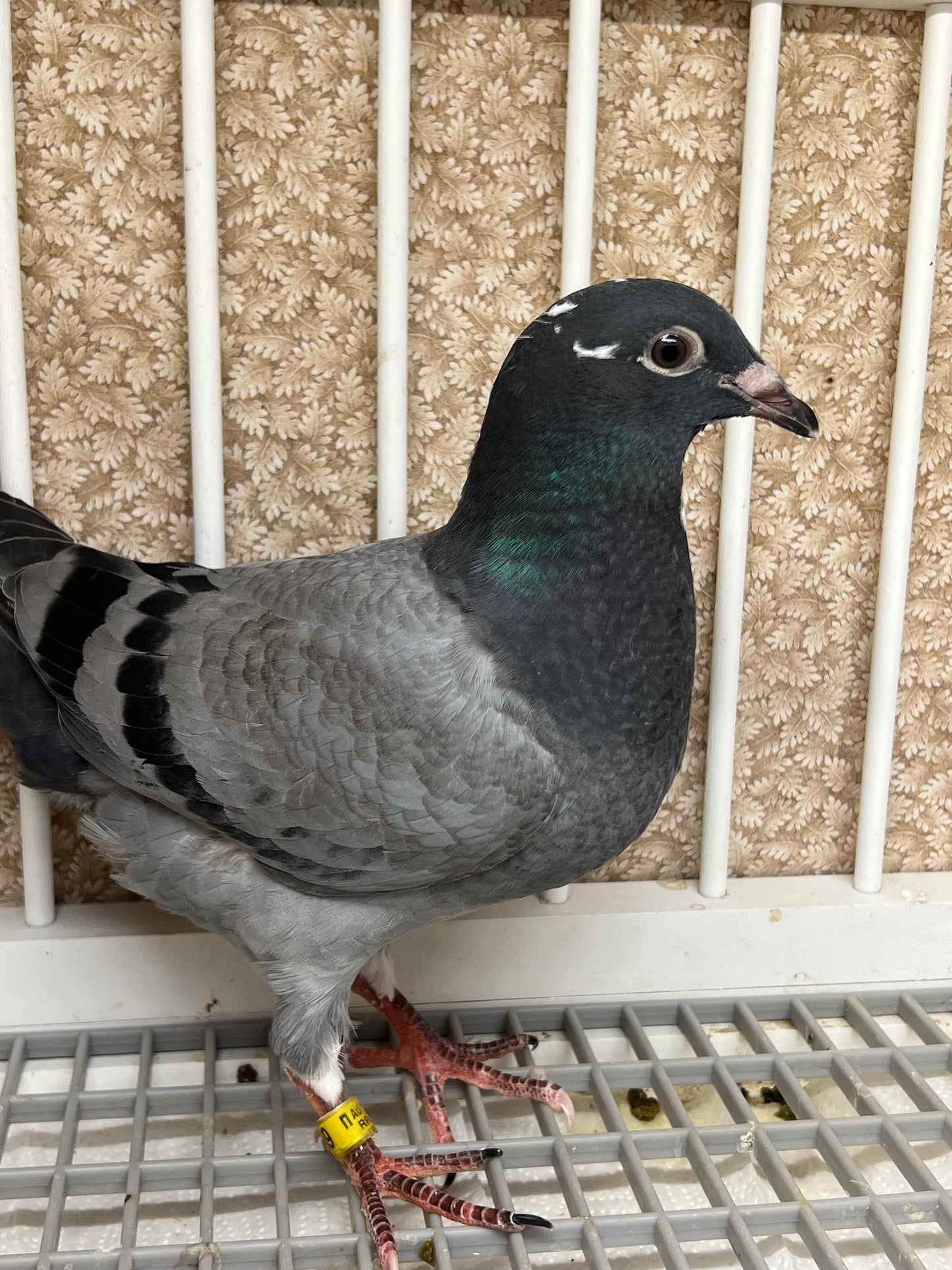 OLR Racing Pigeon "RRL 259”