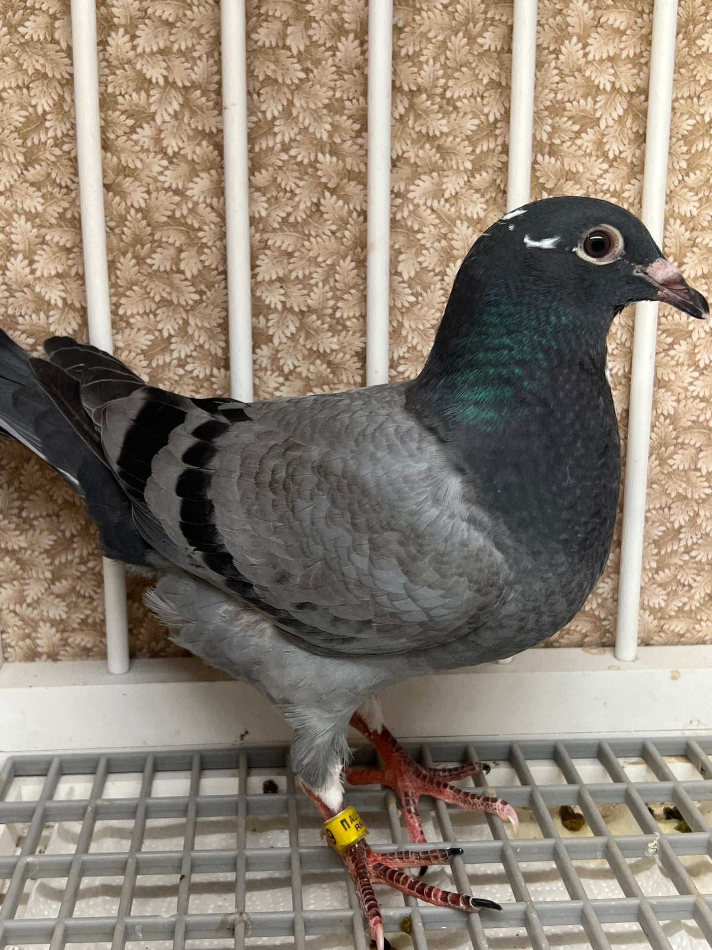 OLR Racing Pigeon "RRL 259”